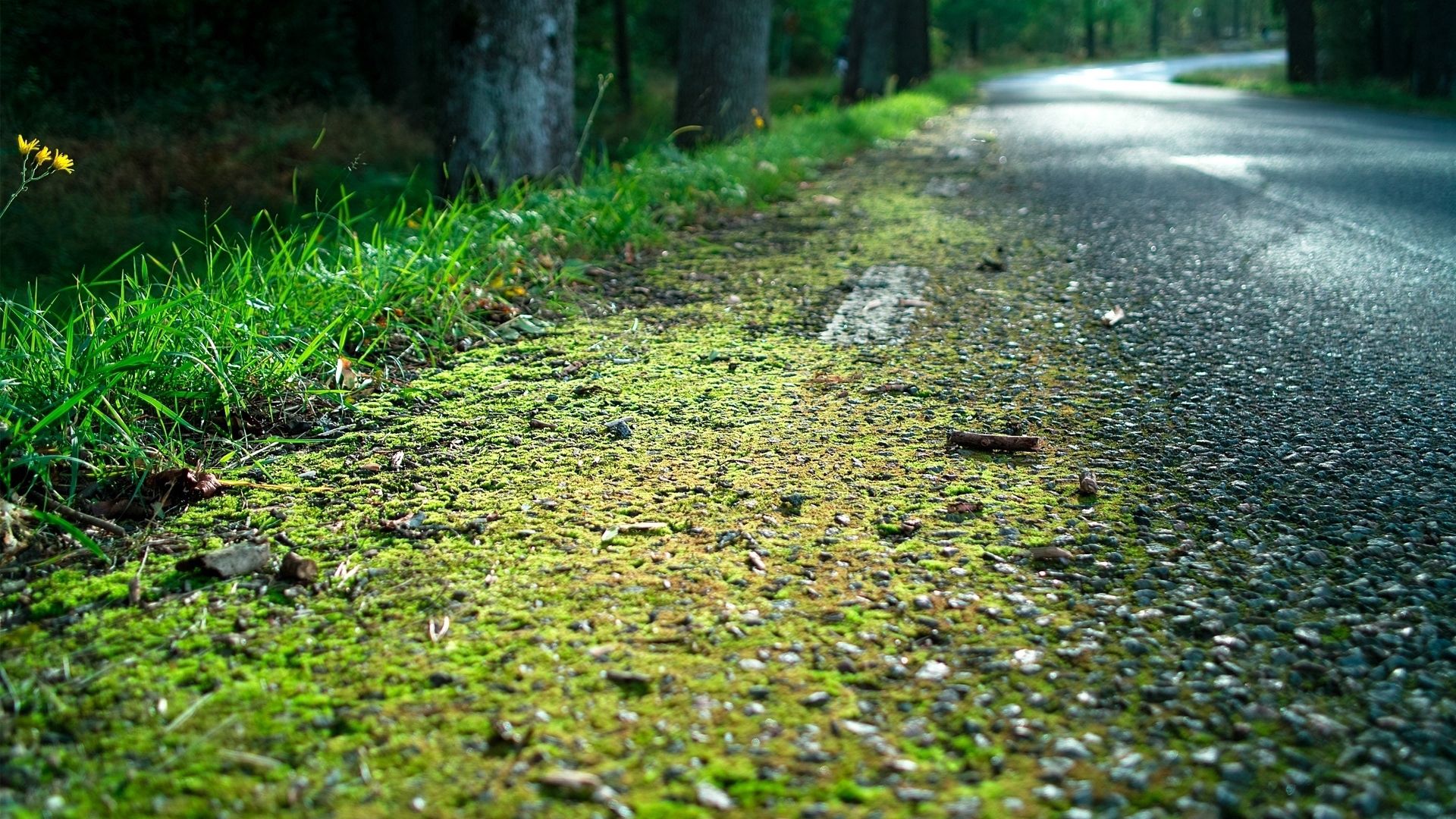 nature, grass, road, asphalt, moss, roadside, shoulder, edge