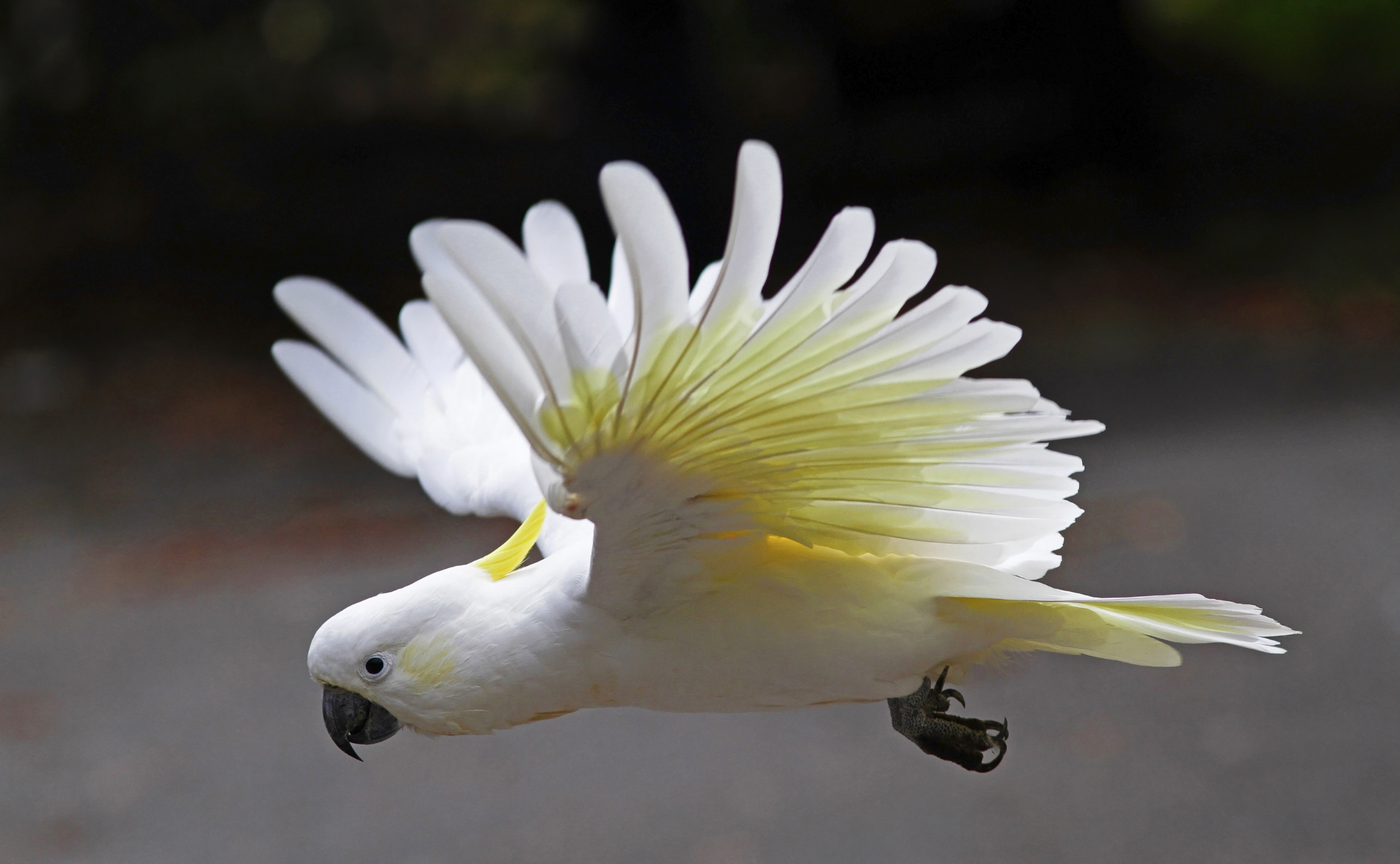 animal, sulphur crested cockatoo, cockatoo, parrot, wings, birds images