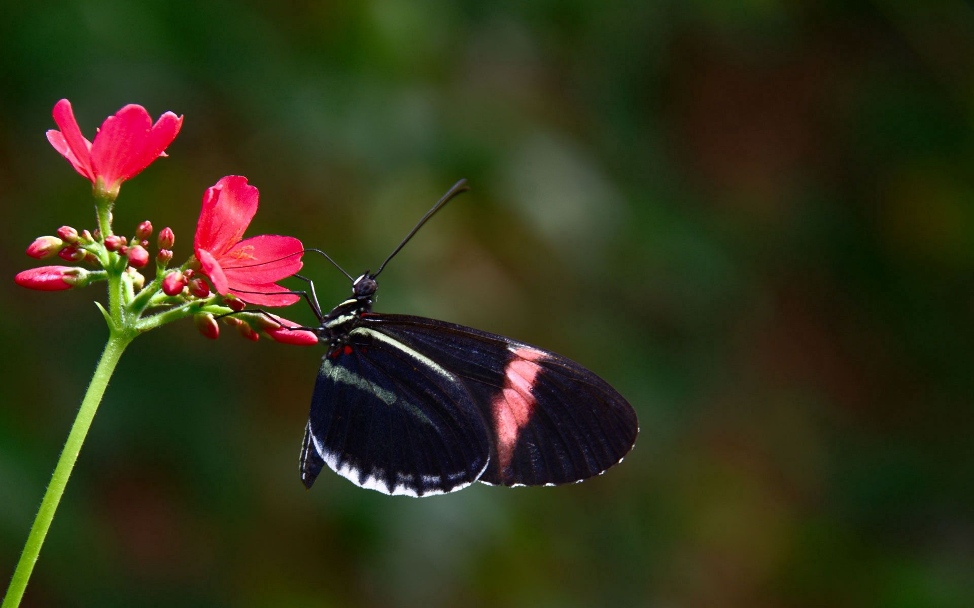 Laden Sie das Makro, Flug, Schmetterling, Blume, Patterns, Flügel-Bild kostenlos auf Ihren PC-Desktop herunter