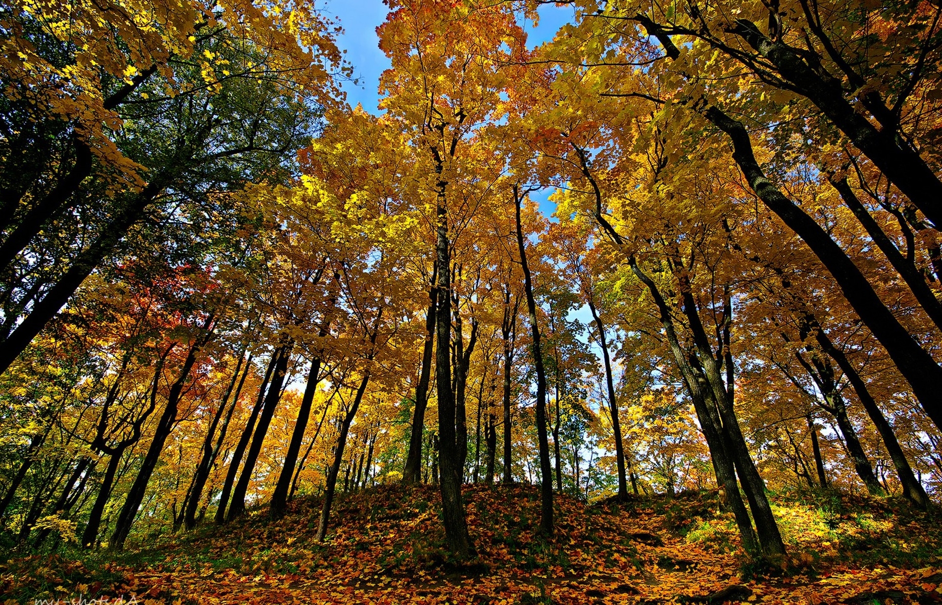 Осень деревья лес