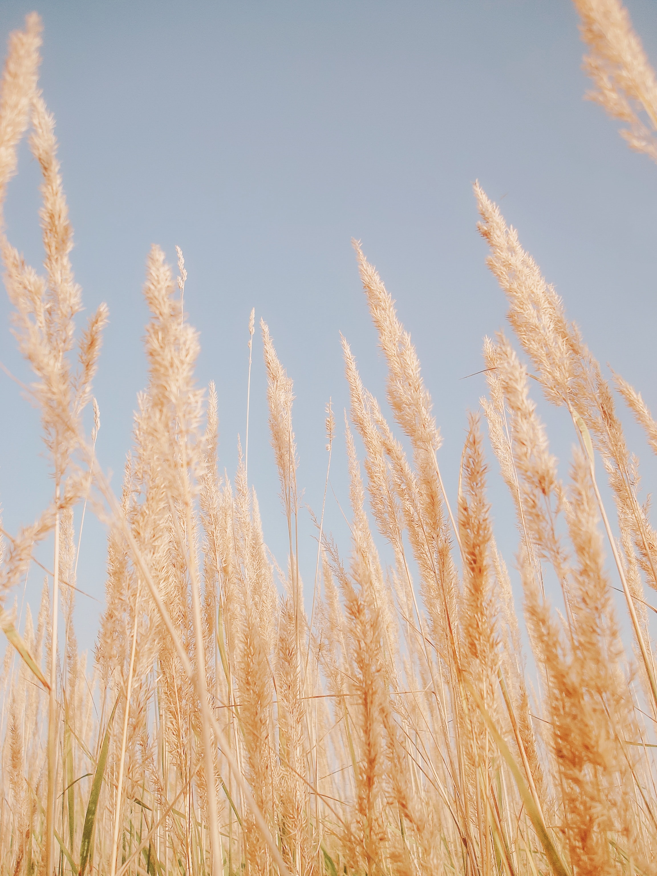 brown, cane, nature, plants, grass, dry, reed