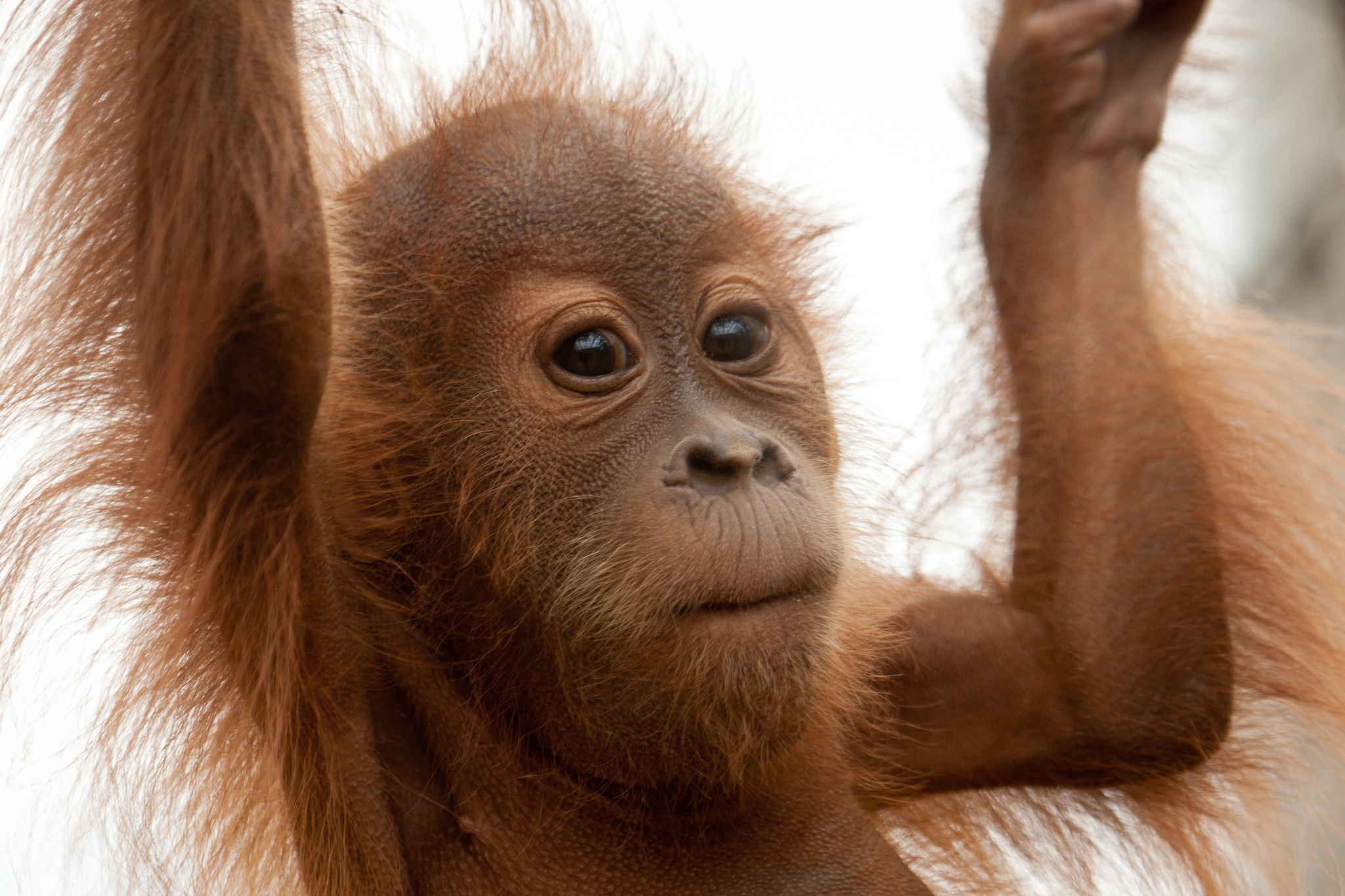 Laden Sie das Ein Affe, Hände, Pelz, Fell, Marmoset, Tiere, Affe-Bild kostenlos auf Ihren PC-Desktop herunter
