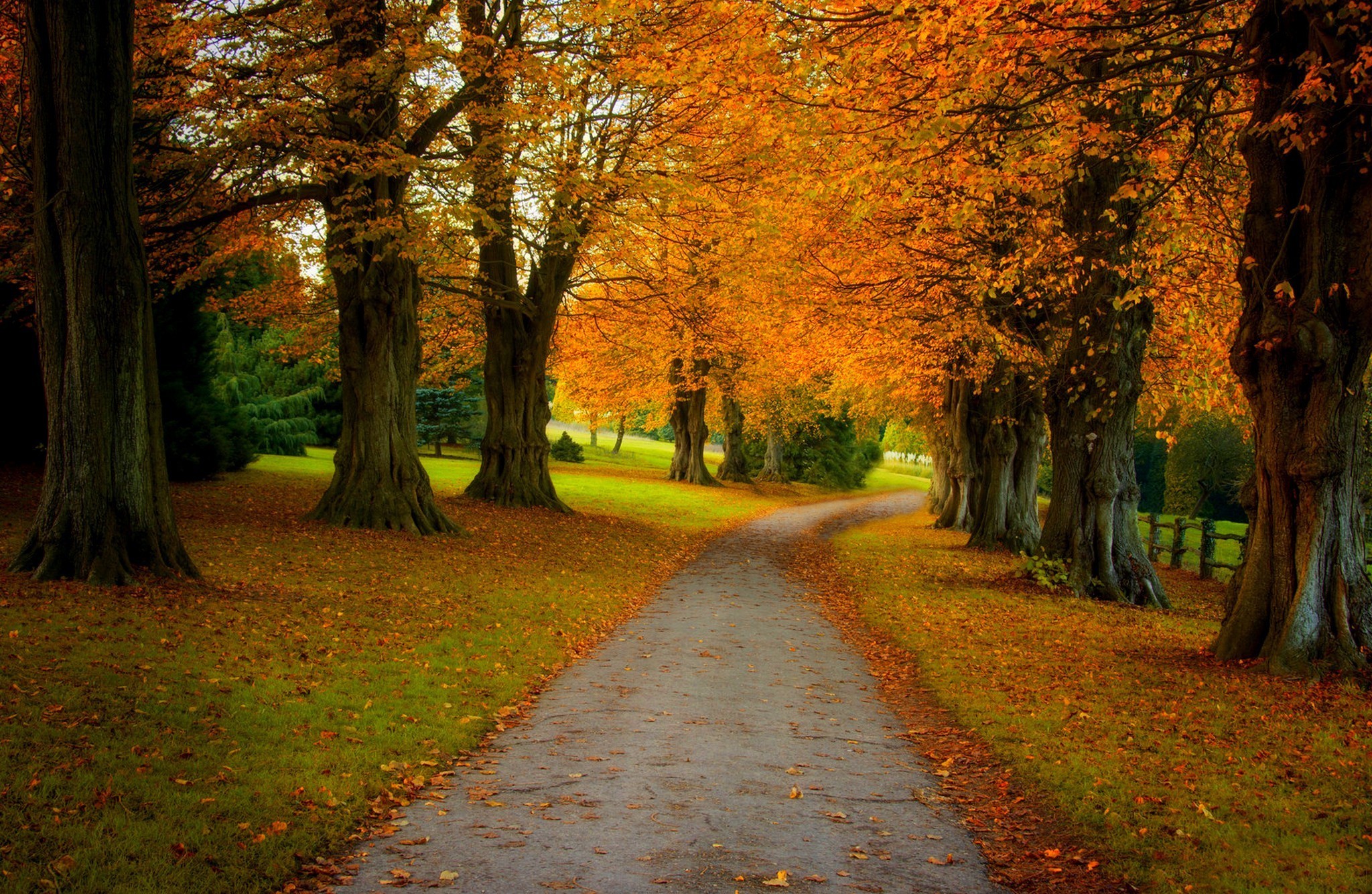 Free download wallpaper Tree, Leaf, Fall, Earth, Path on your PC desktop