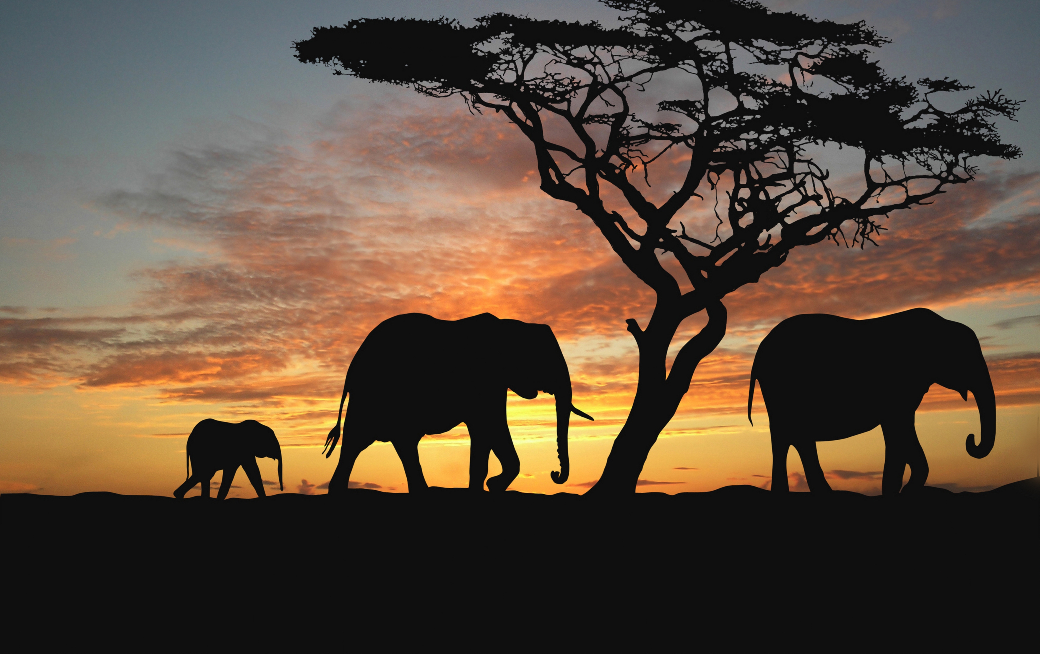 elephants, stroll, trees, dark, joey, silhouette, young HD wallpaper
