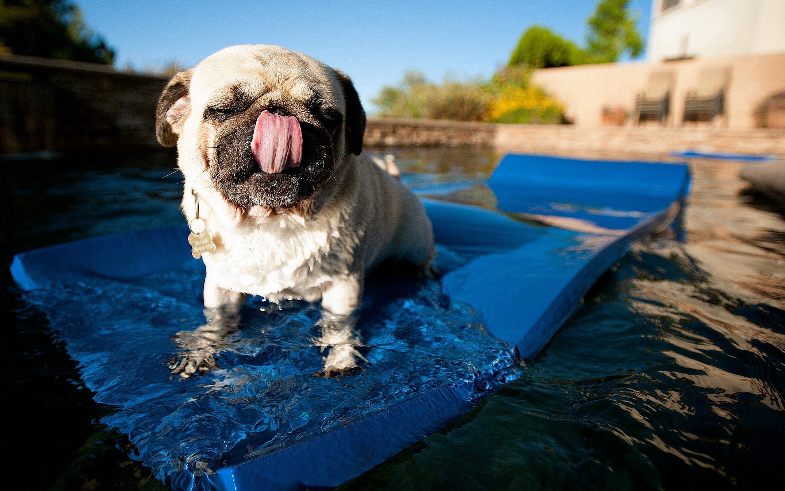 animals, dog, to swim, swim, pug, pool, mat, rug