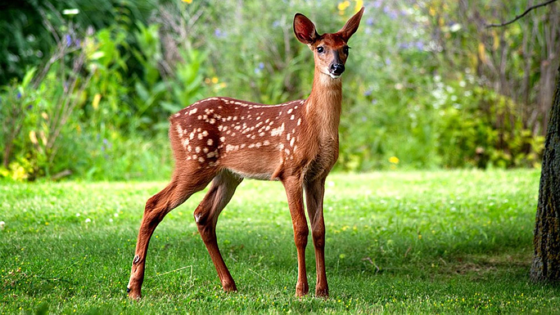 deer, animal, baby animal, cute, fawn, white tailed deer