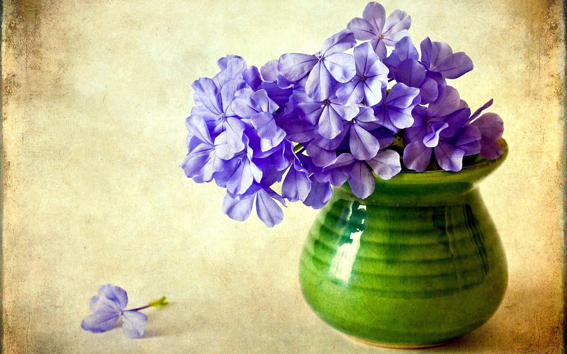 man made, flower, phlox, purple flower, vase Phone Background