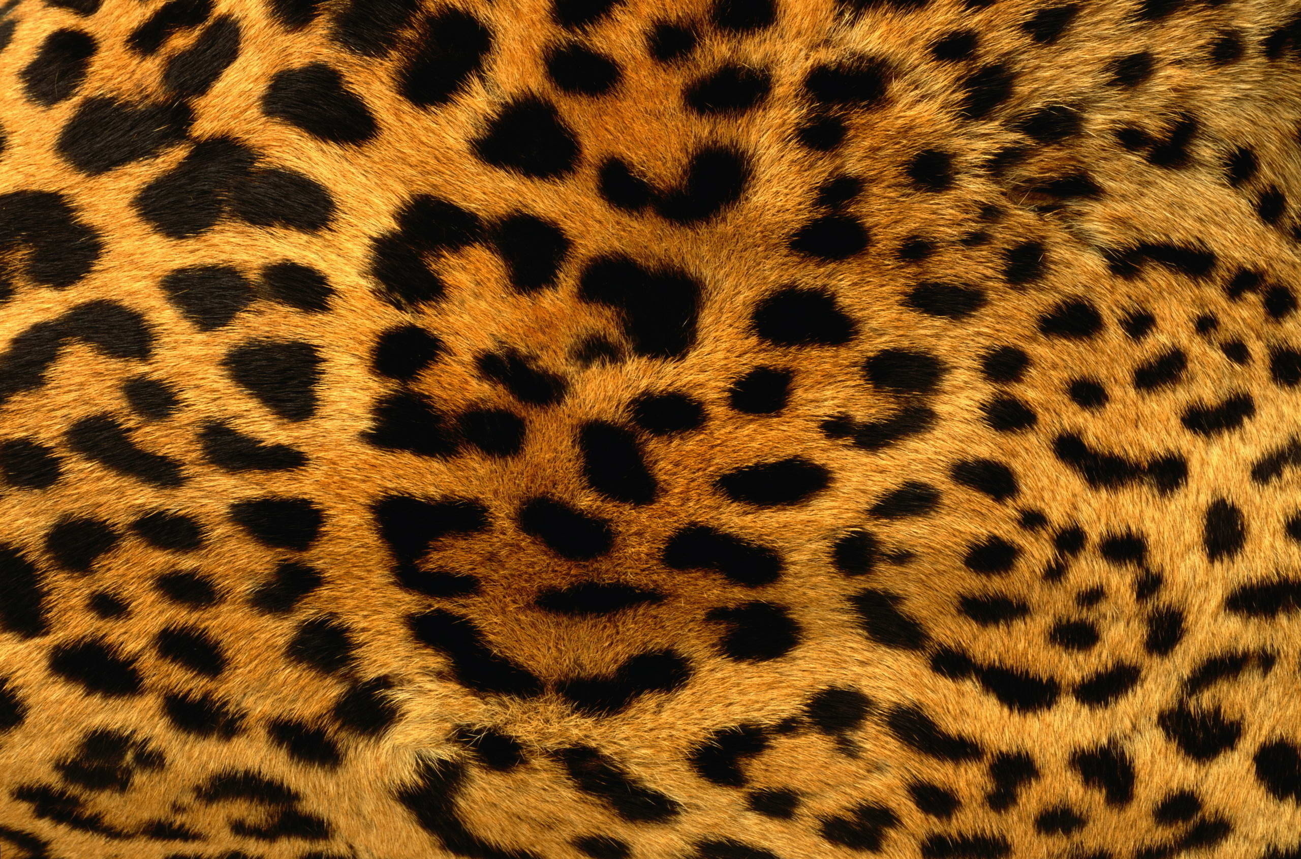 17082 скачать обои леопарды, фон, оранжевые - заставки и картинки бесплатно