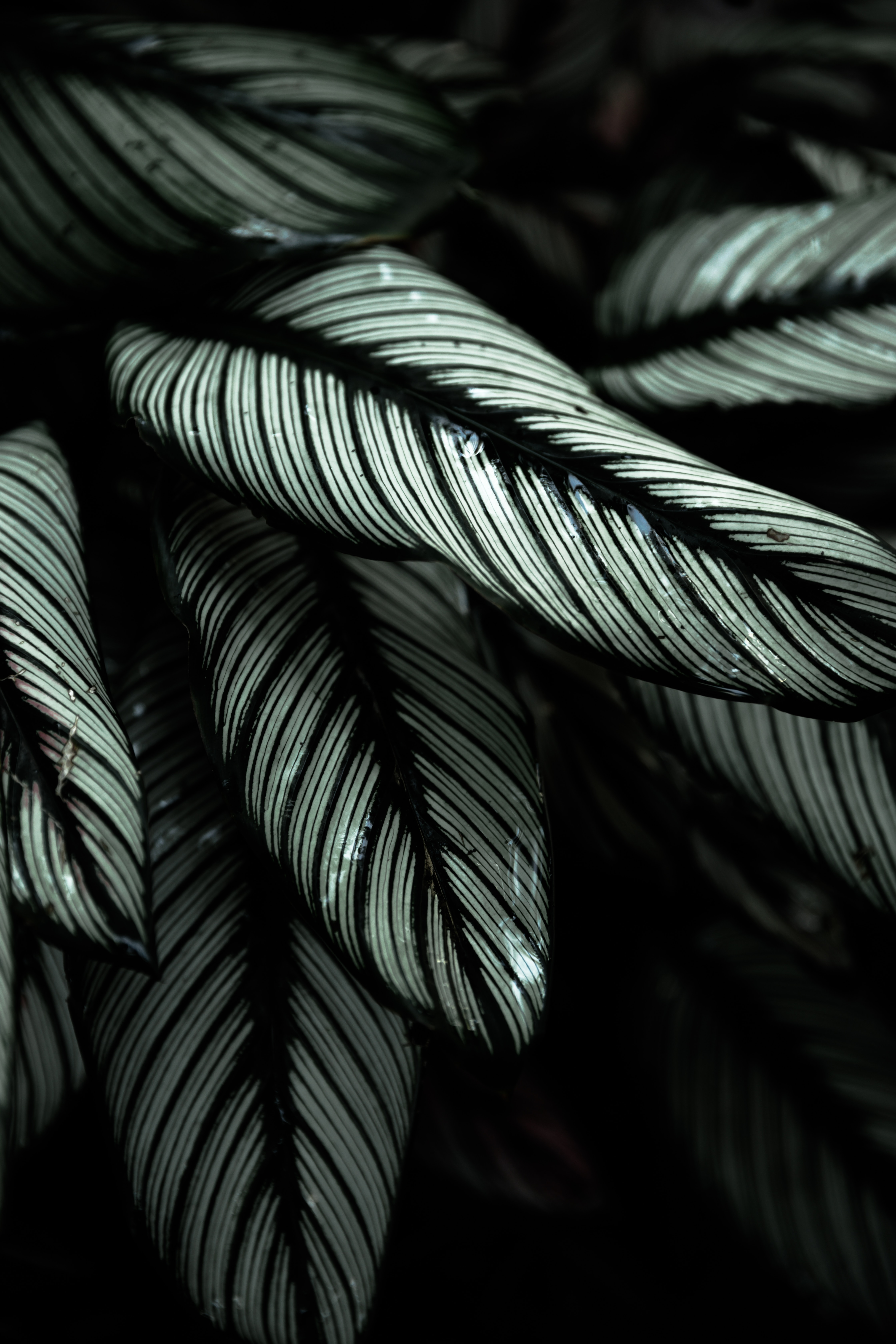 tropical, plant, nature, leaves, striped 1080p