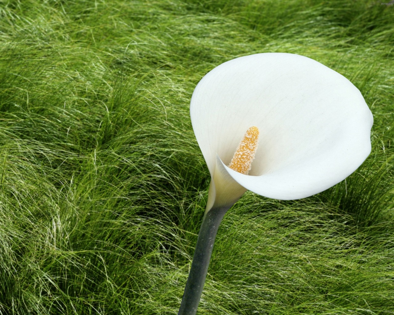 earth, calla lily, flower Free Stock Photo
