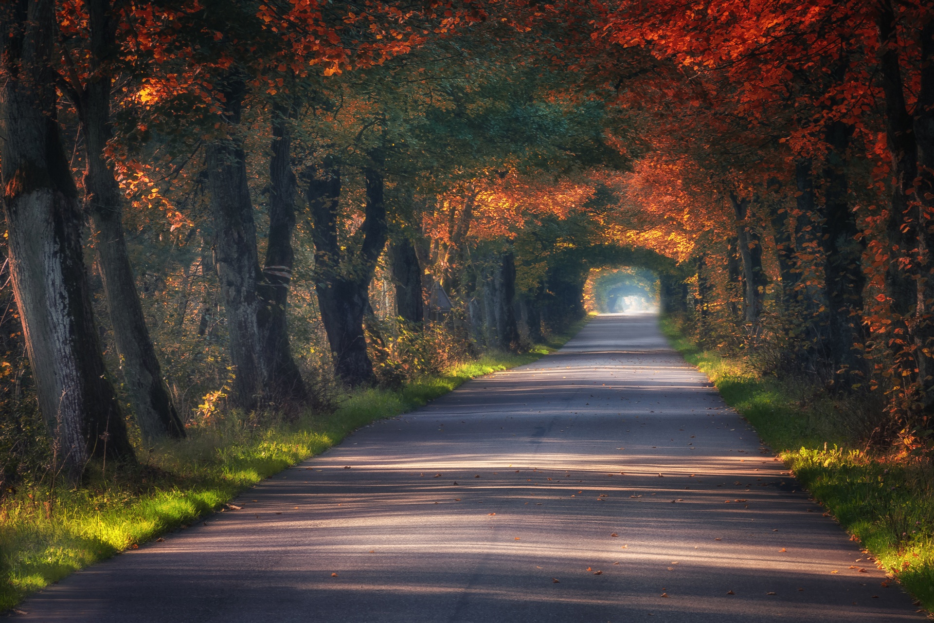 Осень аллея дорога