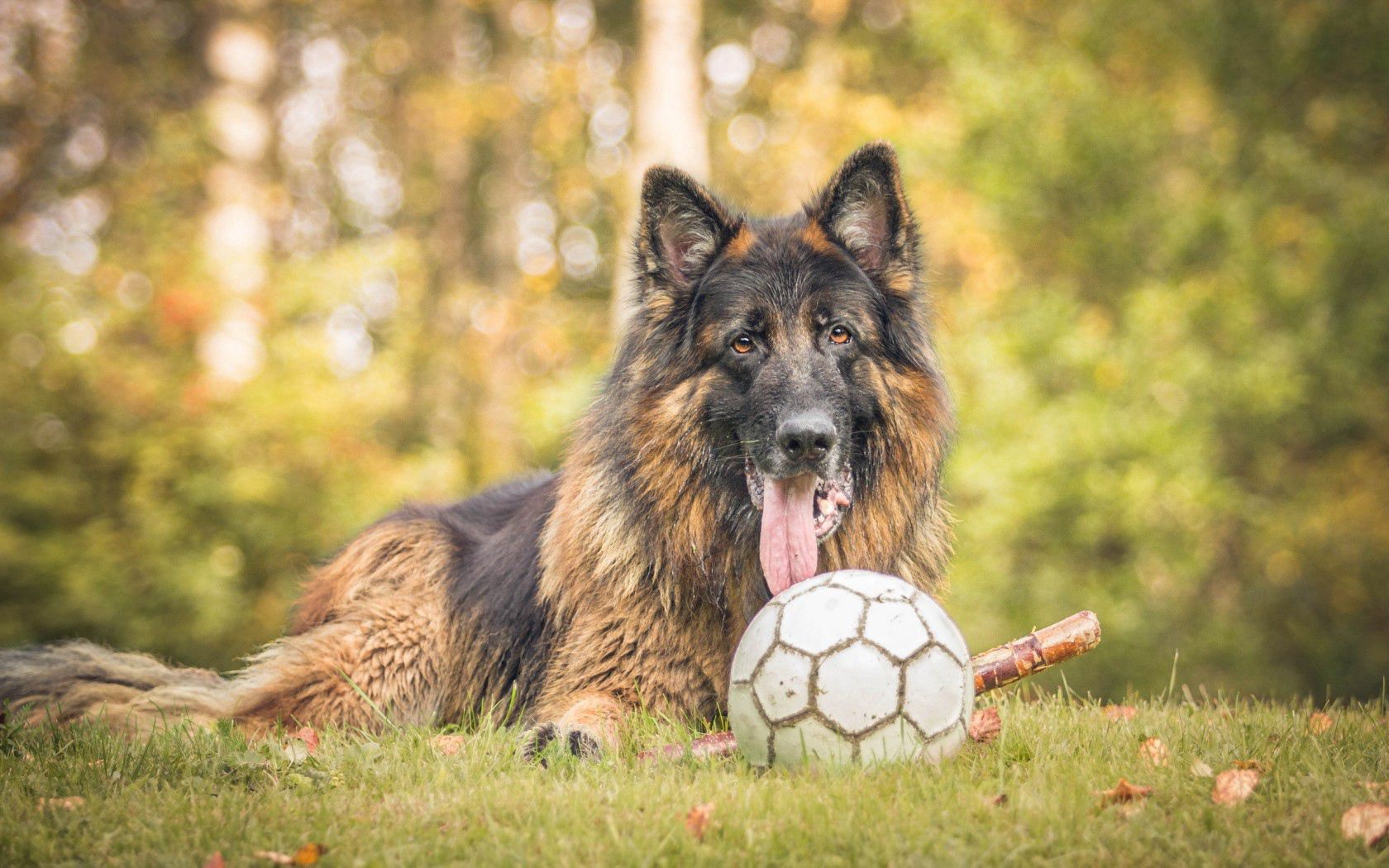Download mobile wallpaper Grass, Ball, Dog, Animals for free.