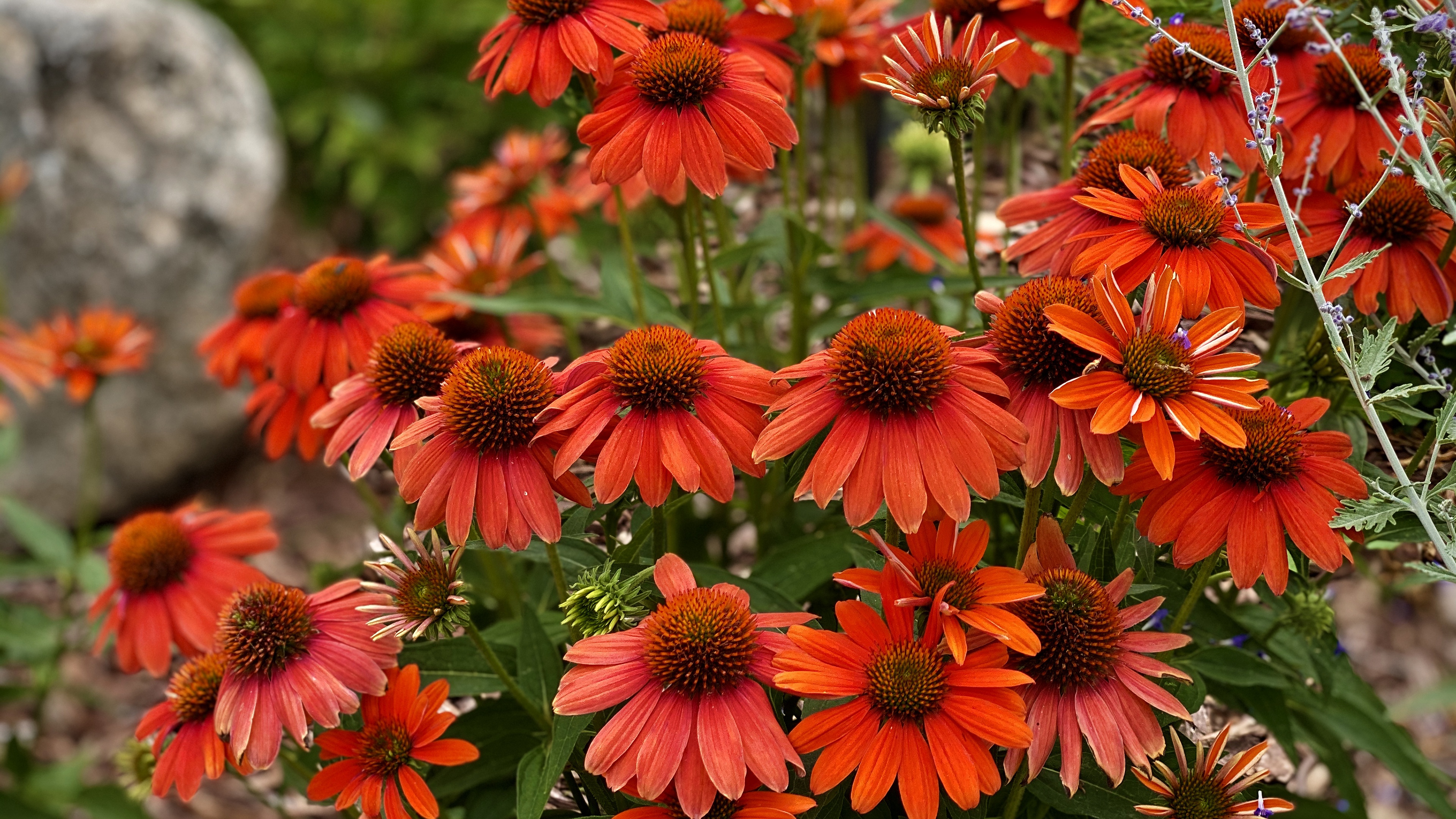 earth, echinacea, flower 4K for PC