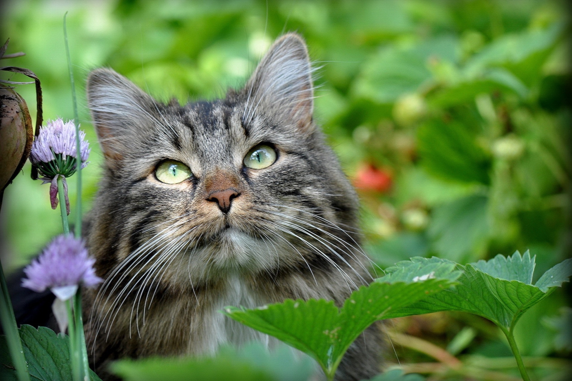 無料モバイル壁紙動物, 草, 葉, 銃口, ふかふかした, 猫, ふわふわ, ネコをダウンロードします。