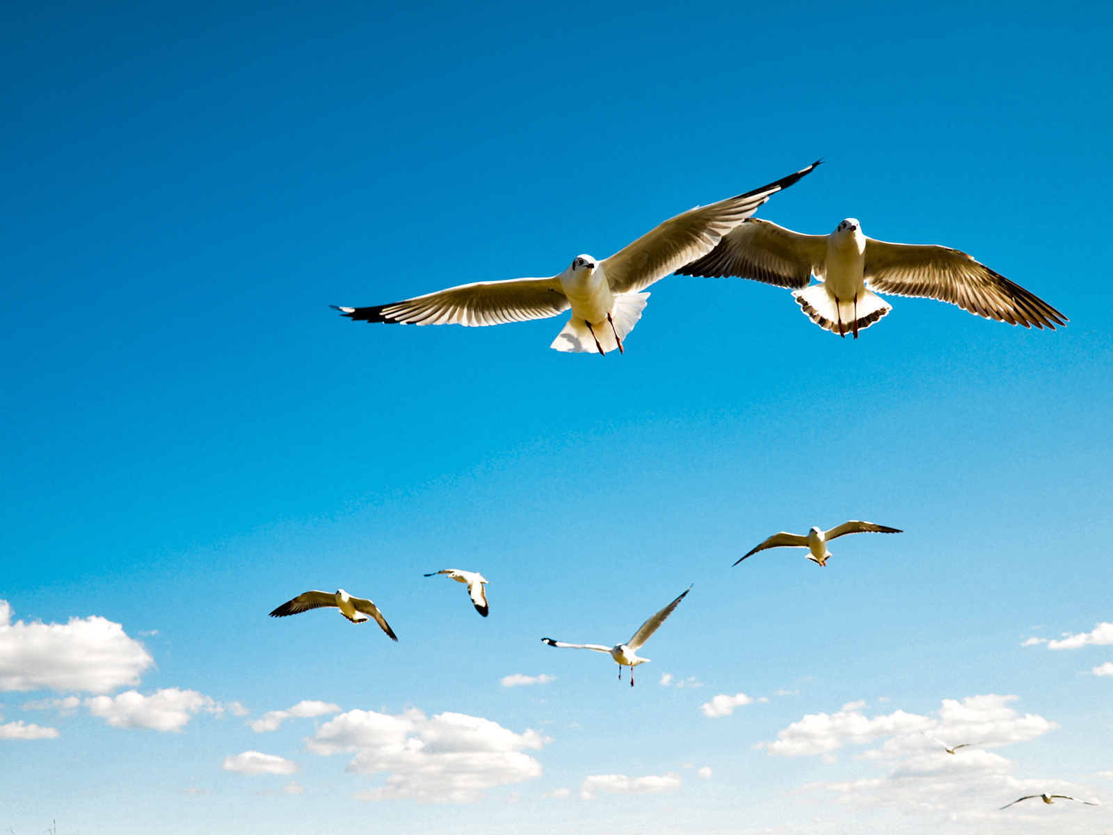 Download mobile wallpaper Sky, Seagulls, Animals, Birds for free.