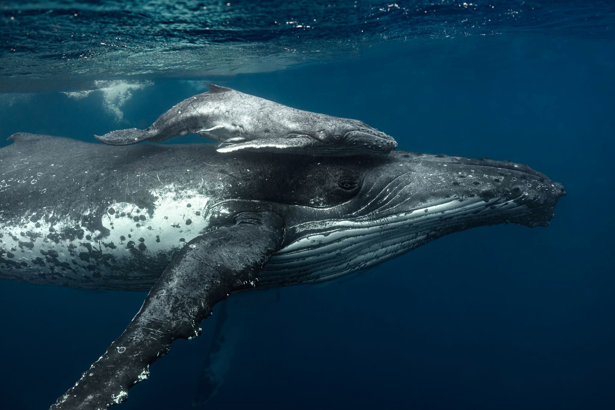 930827 скачать обои кит, горбатый кит, животные, детеныш животного, морская жизнь, подводный - заставки и картинки бесплатно