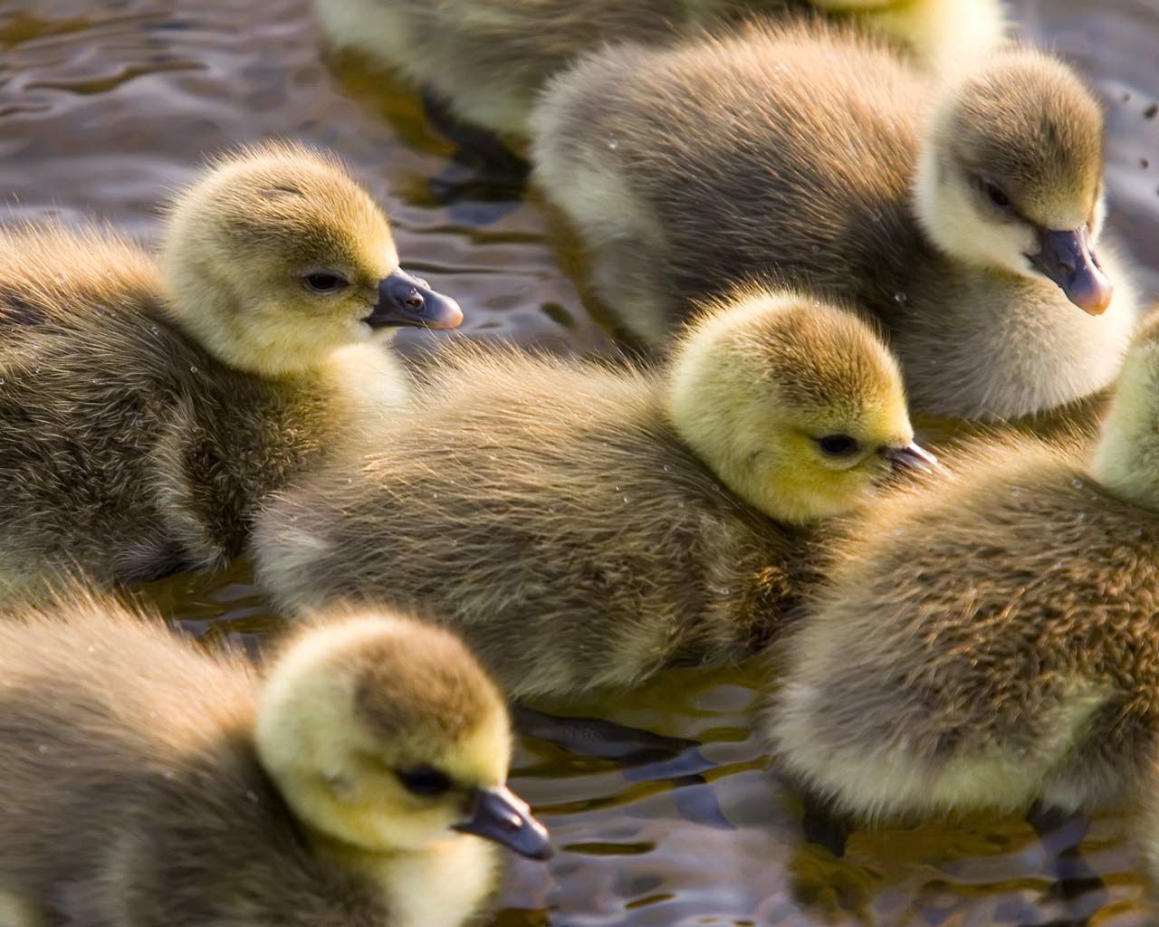 animals, birds, young, color, to swim, swim, cubs, ducklings