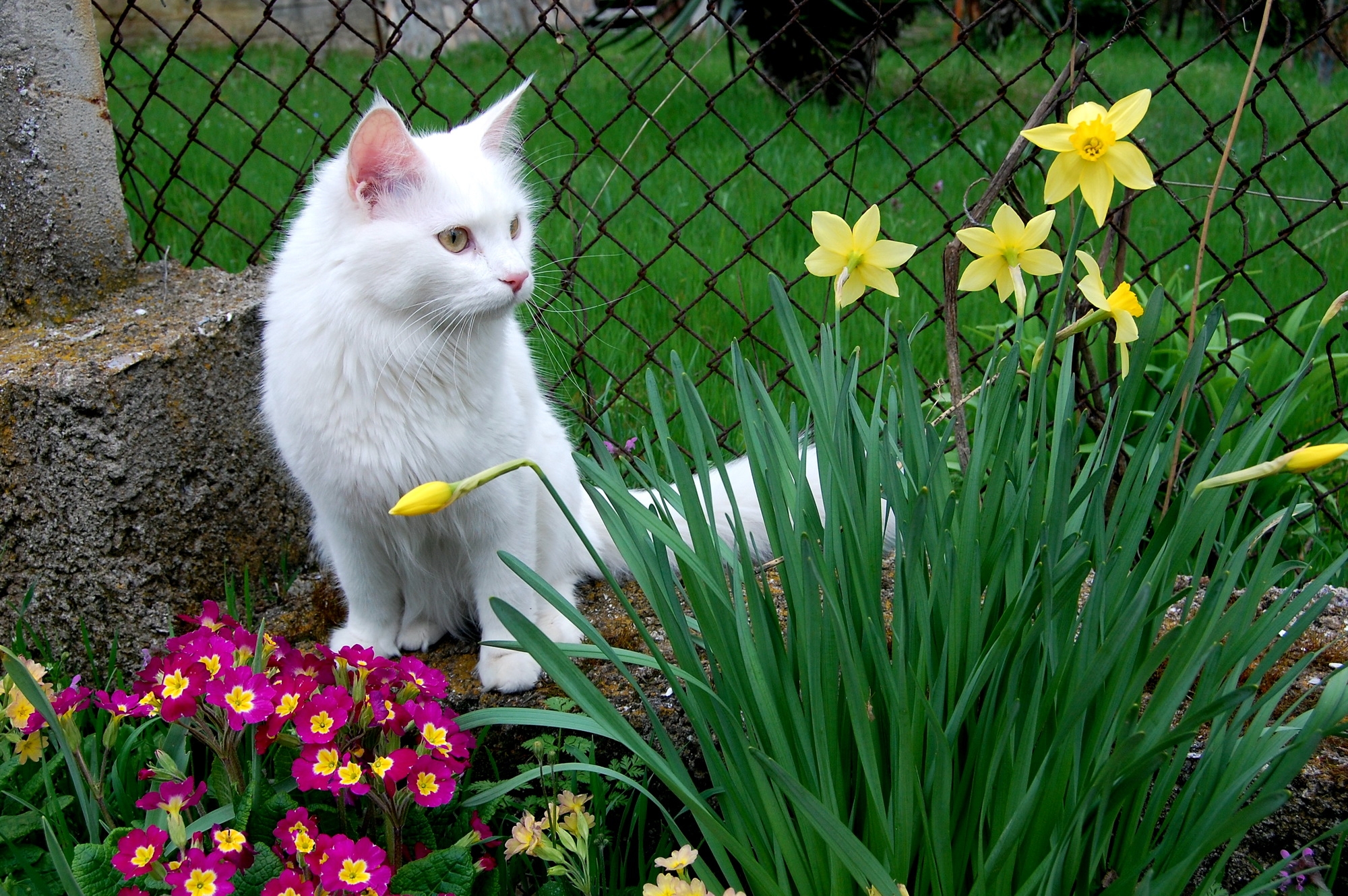 animals, flowers, grass, sit, cat, flower bed, flowerbed, white cat