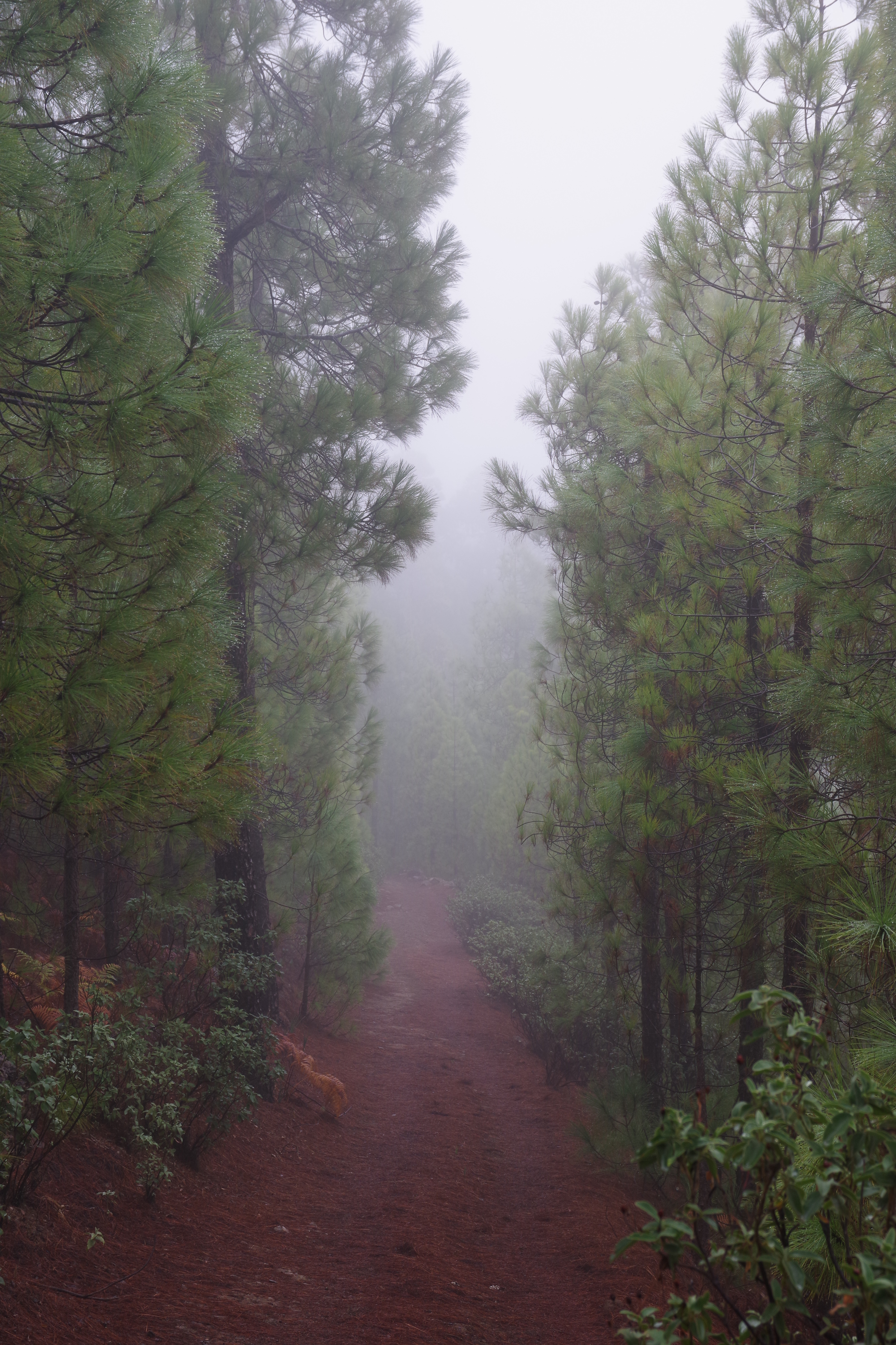 Mobile wallpaper fog, nature, trees, road, forest