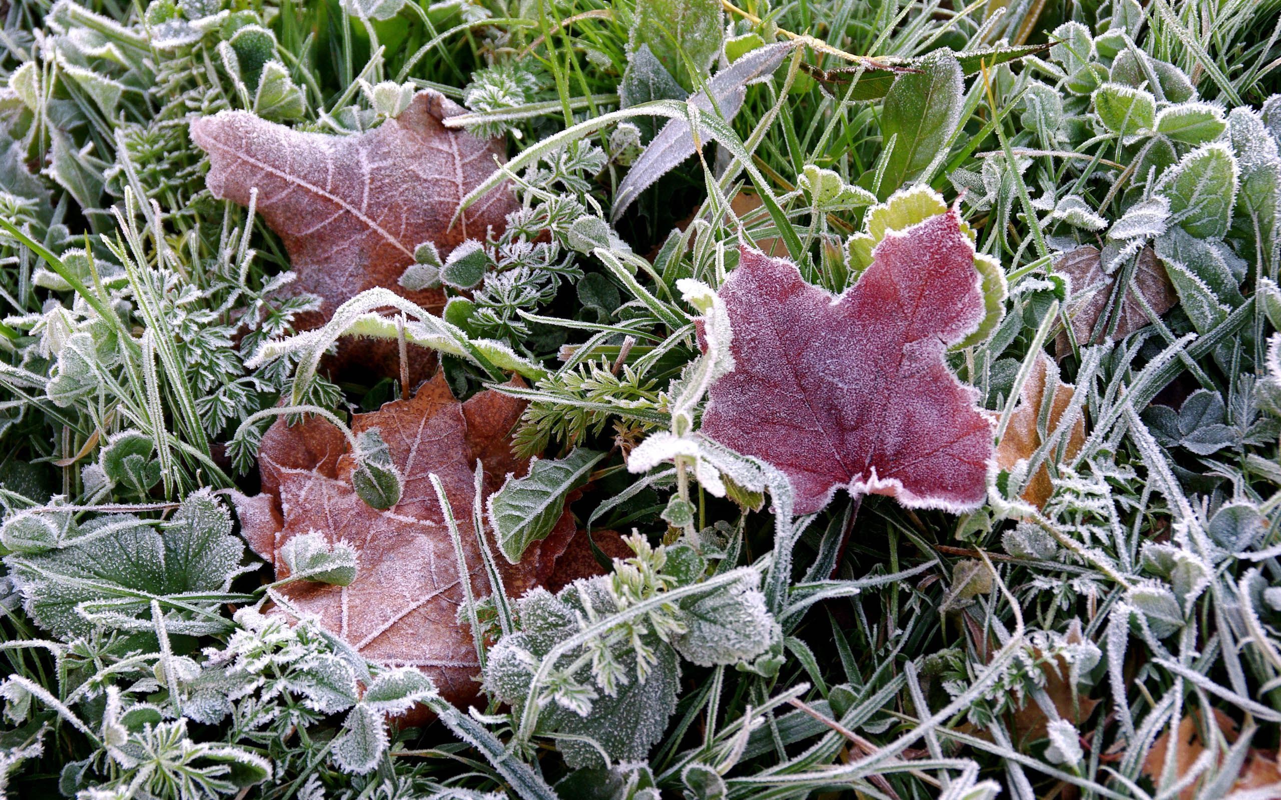 Листья заморозки. Заморозки. Ранние осенние заморозки. Первые заморозки. Иней на траве.