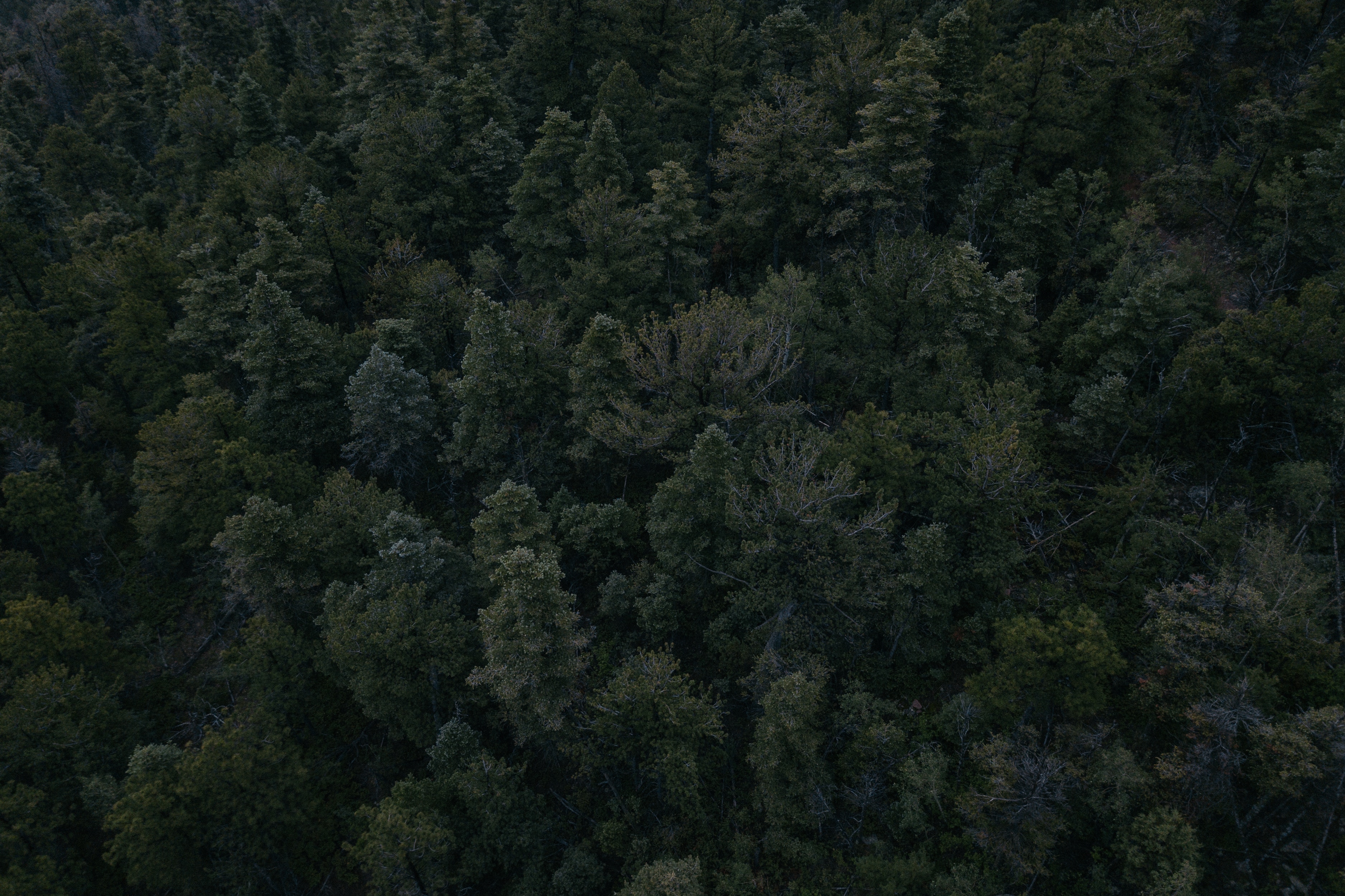 Шервудский лес вид сверху