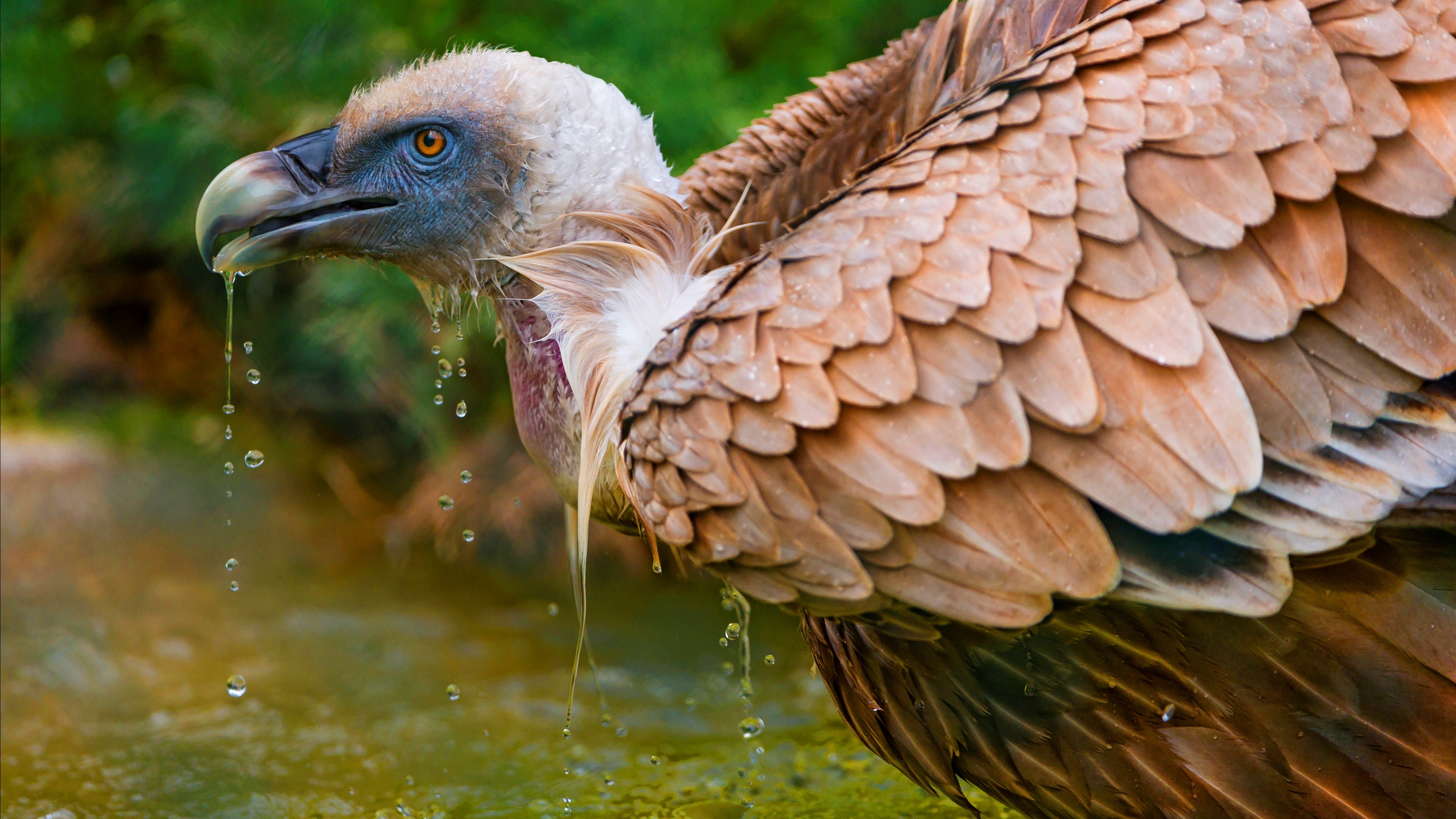 animal, vulture, bird, close up, birds 1080p