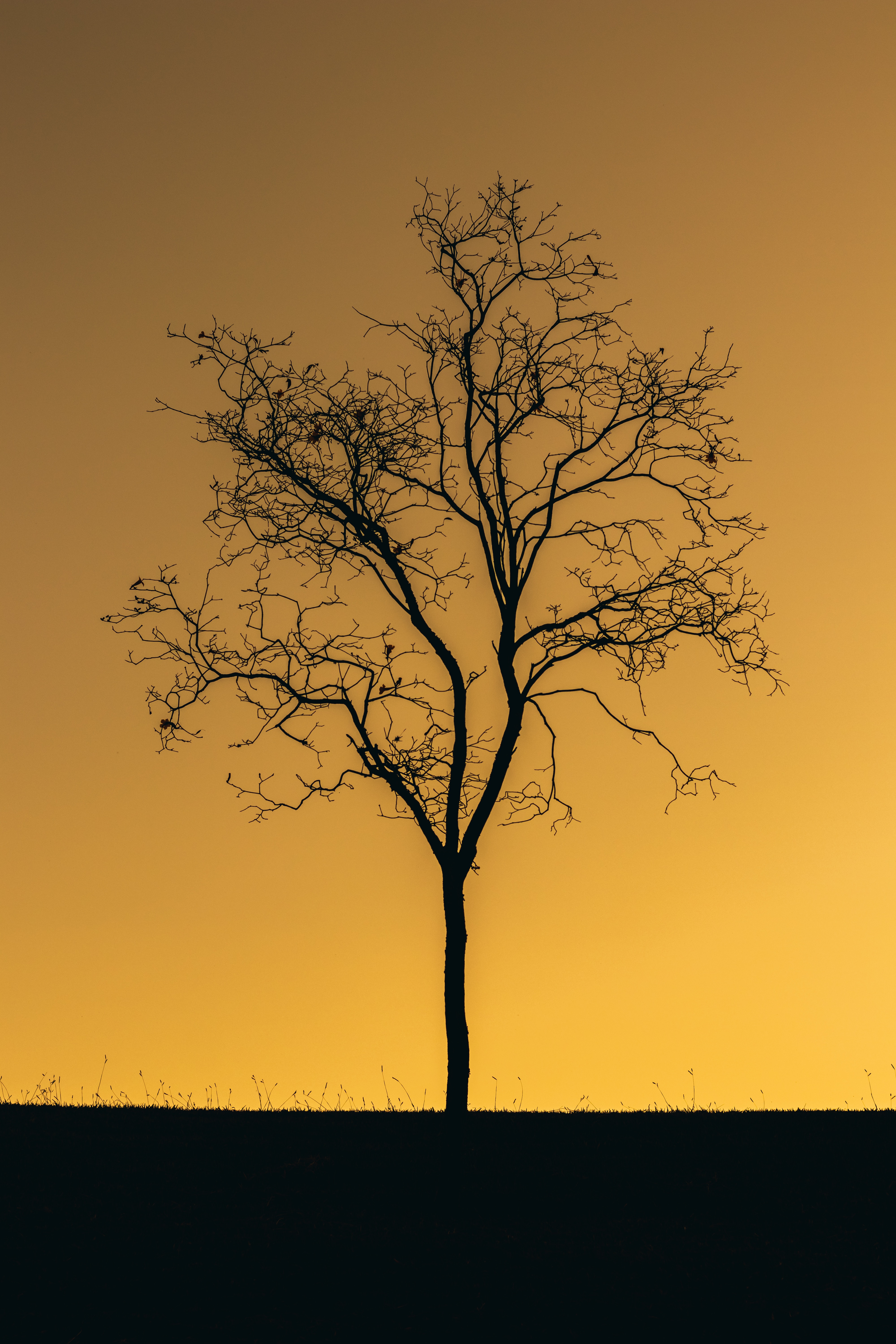 Download mobile wallpaper Wood, Tree, Dusk, Twilight, Sunset, Lonely, Nature, Dark, Alone for free.