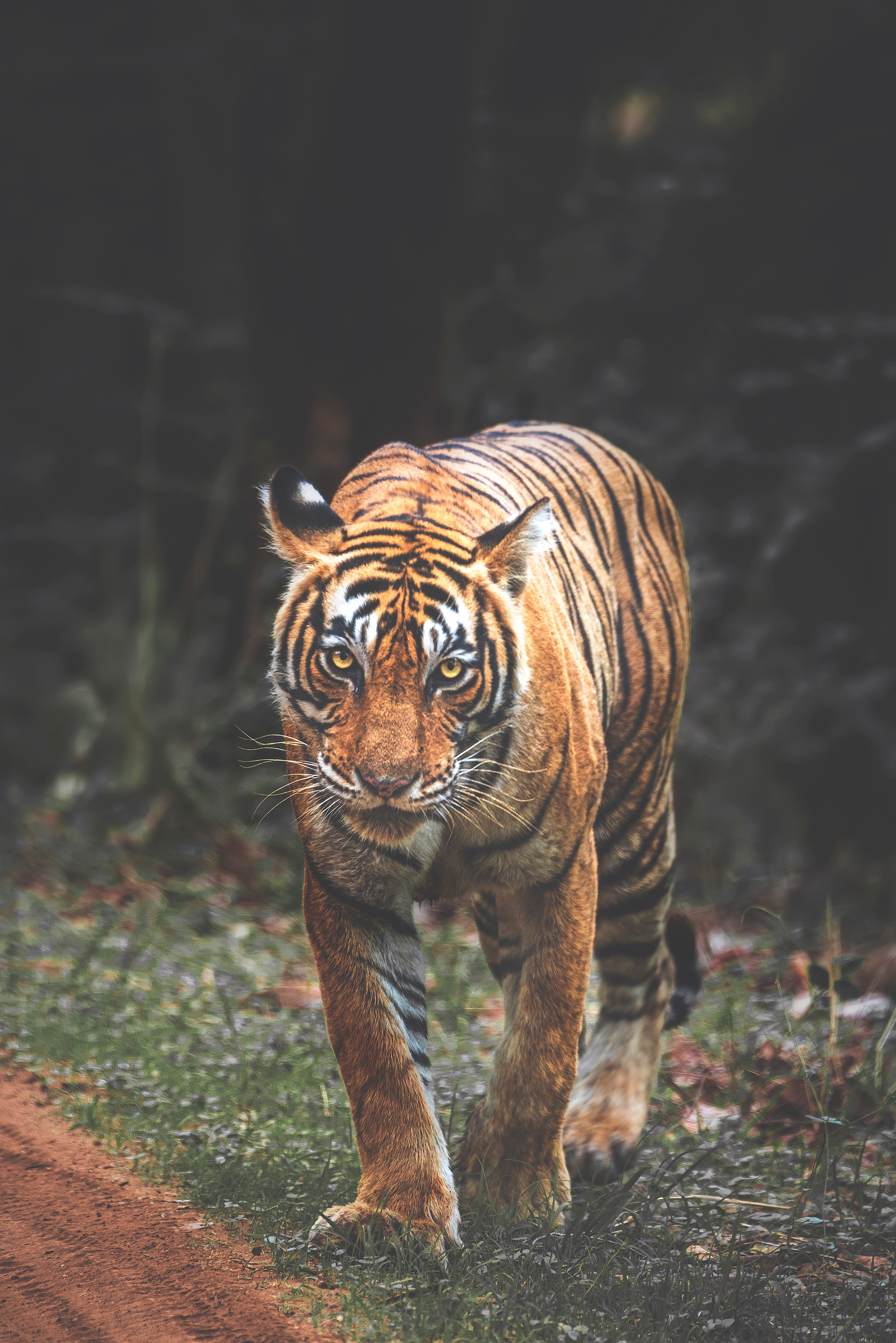 Download mobile wallpaper Tiger, Muzzle, Sight, Opinion, Animals, Predator, Big Cat, Streaks, Stripes for free.