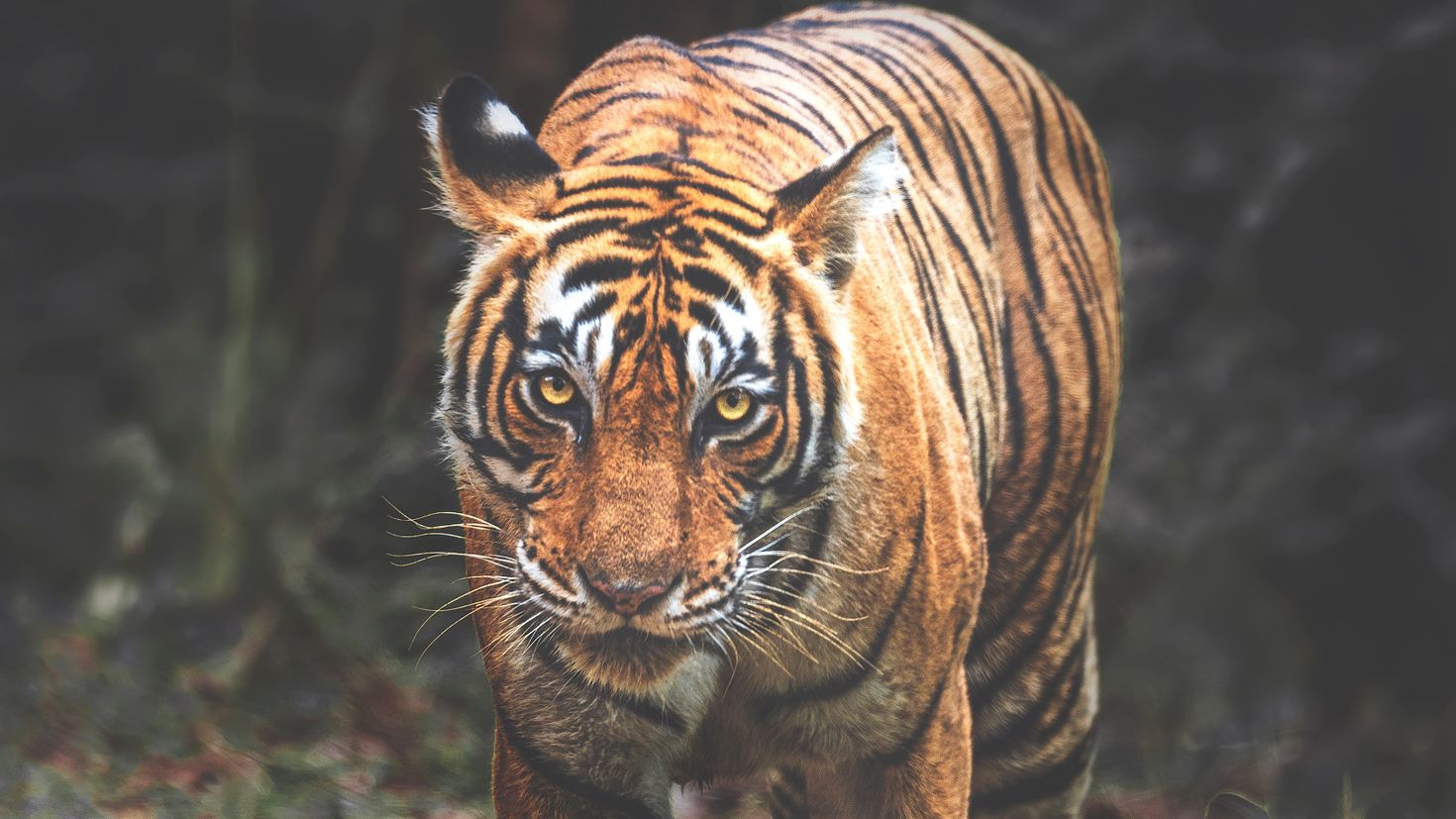 Мазандаранский тигр