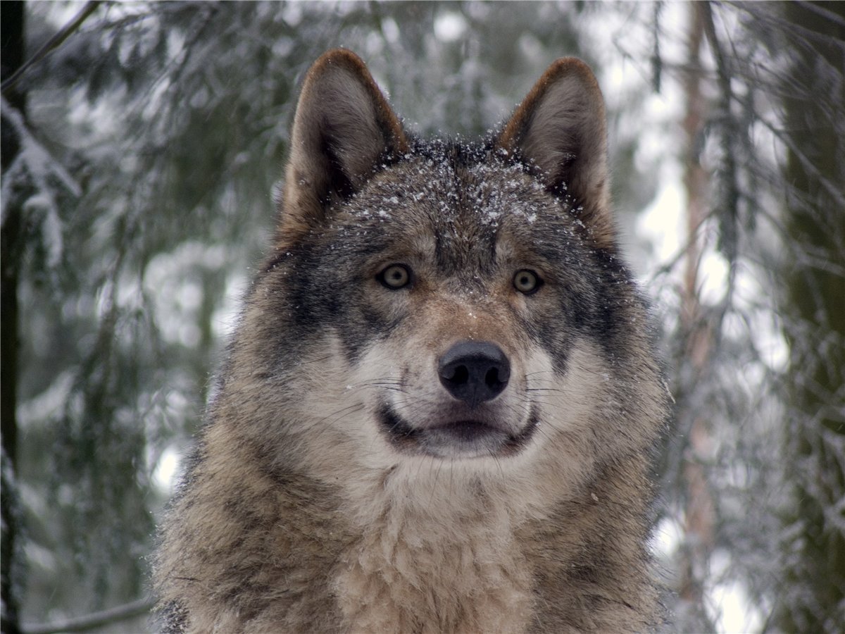 14255 Hintergrundbild herunterladen wölfe, tiere - Bildschirmschoner und Bilder kostenlos