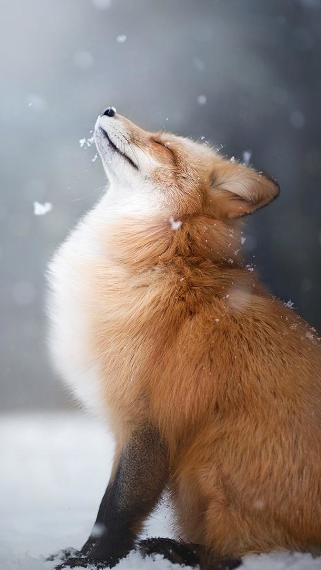 Download mobile wallpaper Snow, Fox, Animal, Snowfall for free.