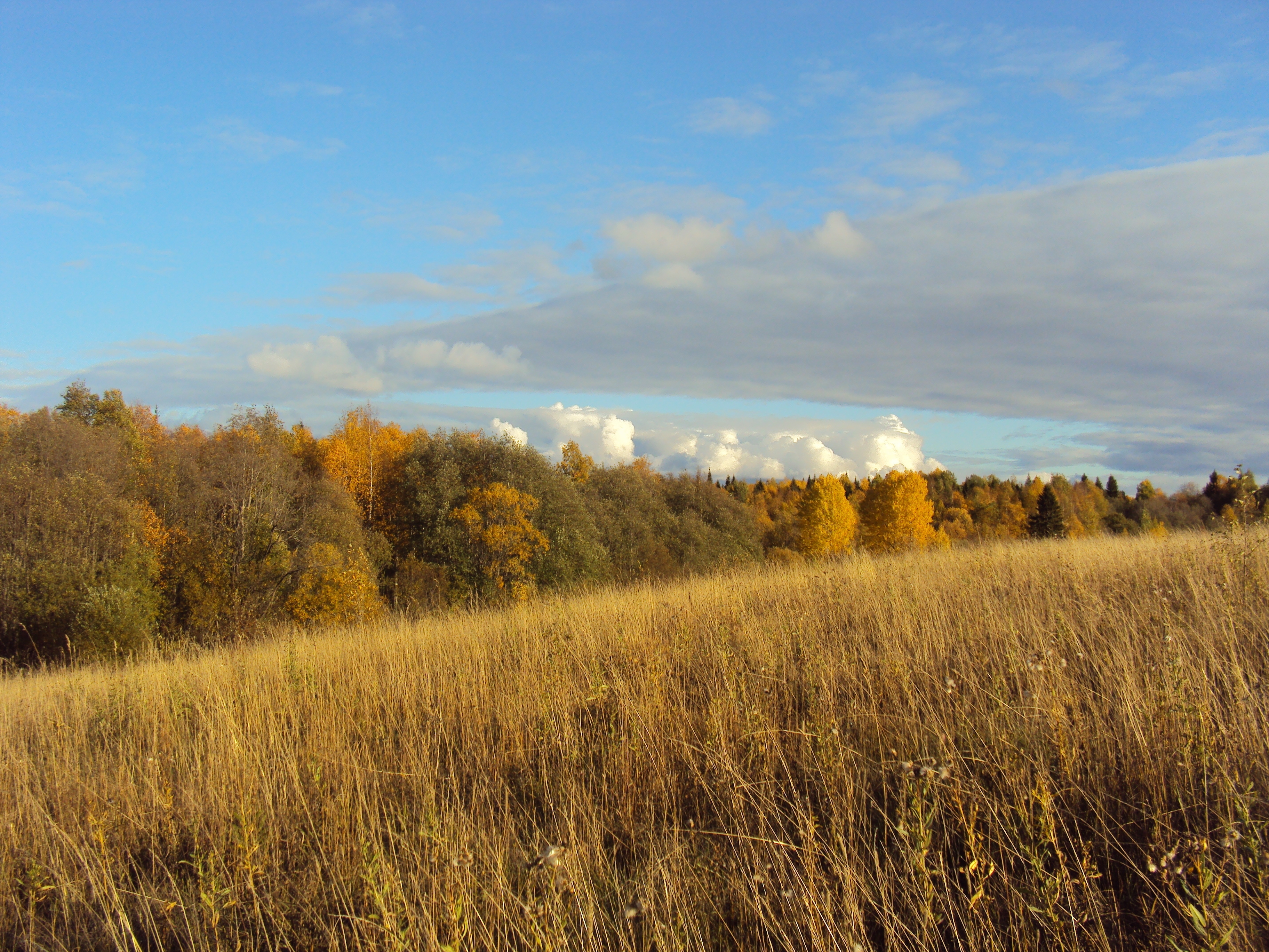 nature, grass, autumn, field, withered, it's a sly, polyana, glade, meadow 8K