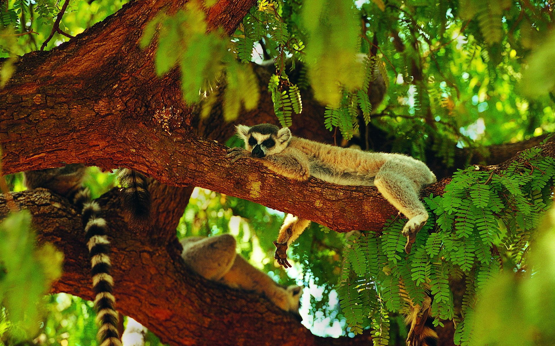 vertical wallpaper animals, wood, tree, lemur, asleep, sleeps
