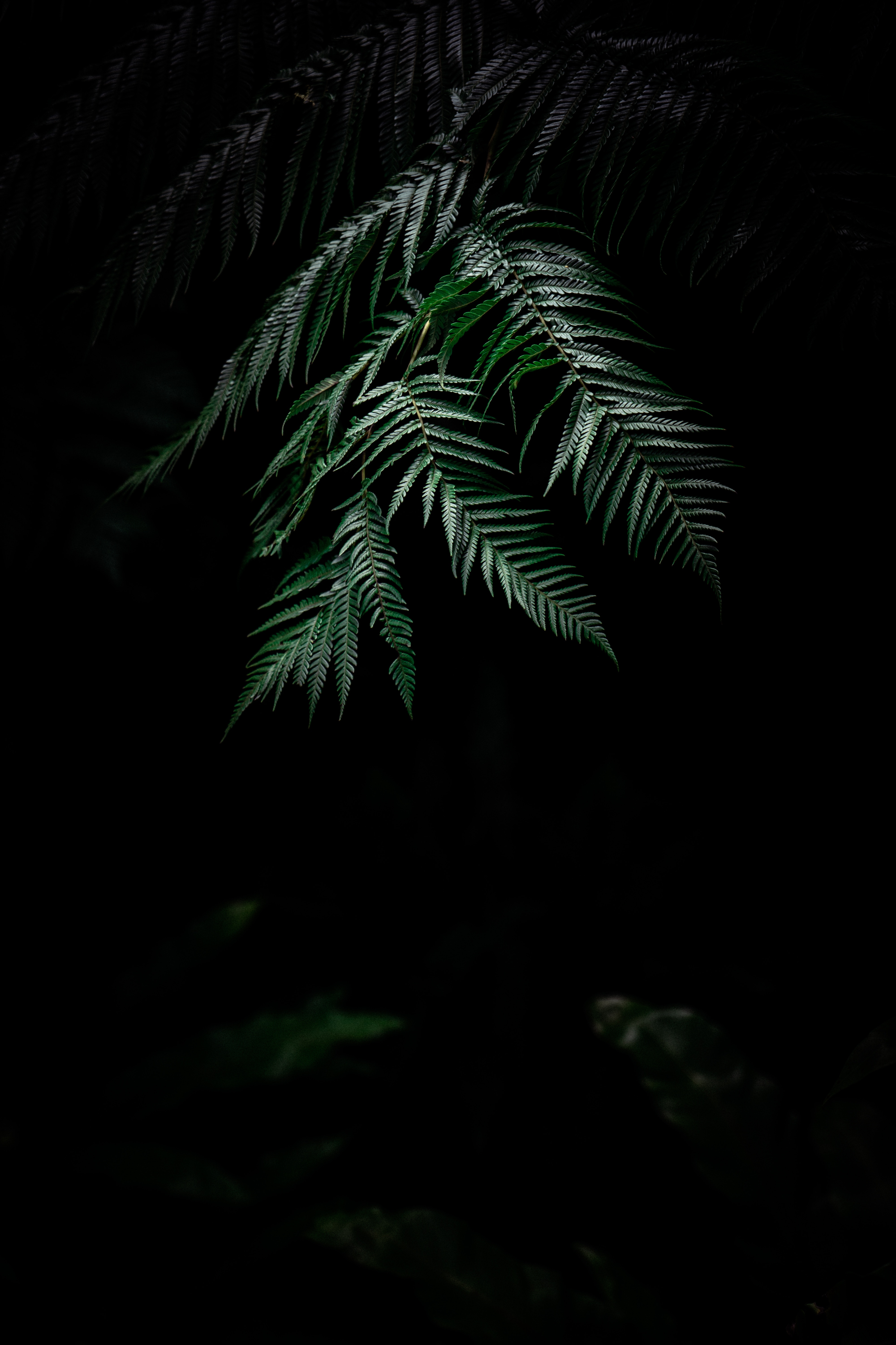 plant, dark, carved, nature, leaves, fern