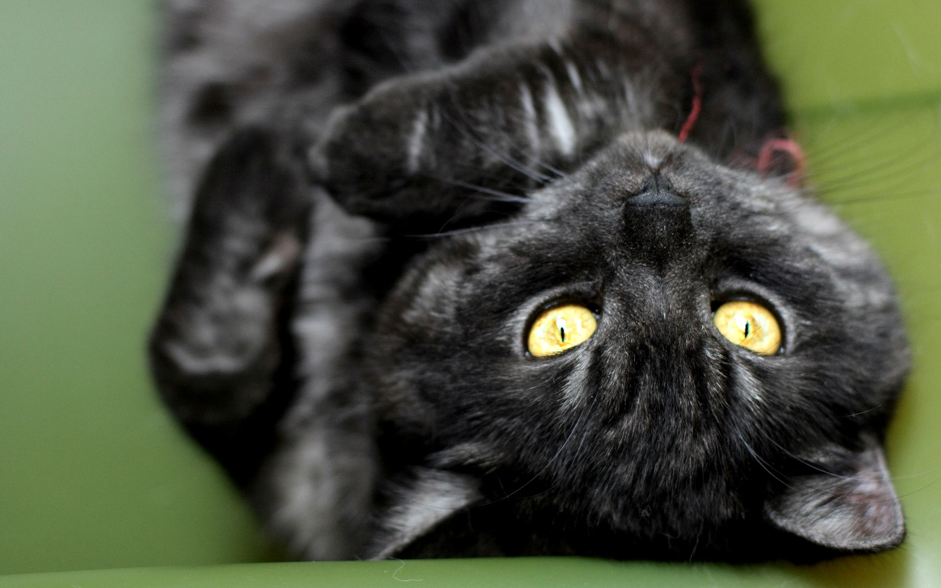 Черный кот с полосками