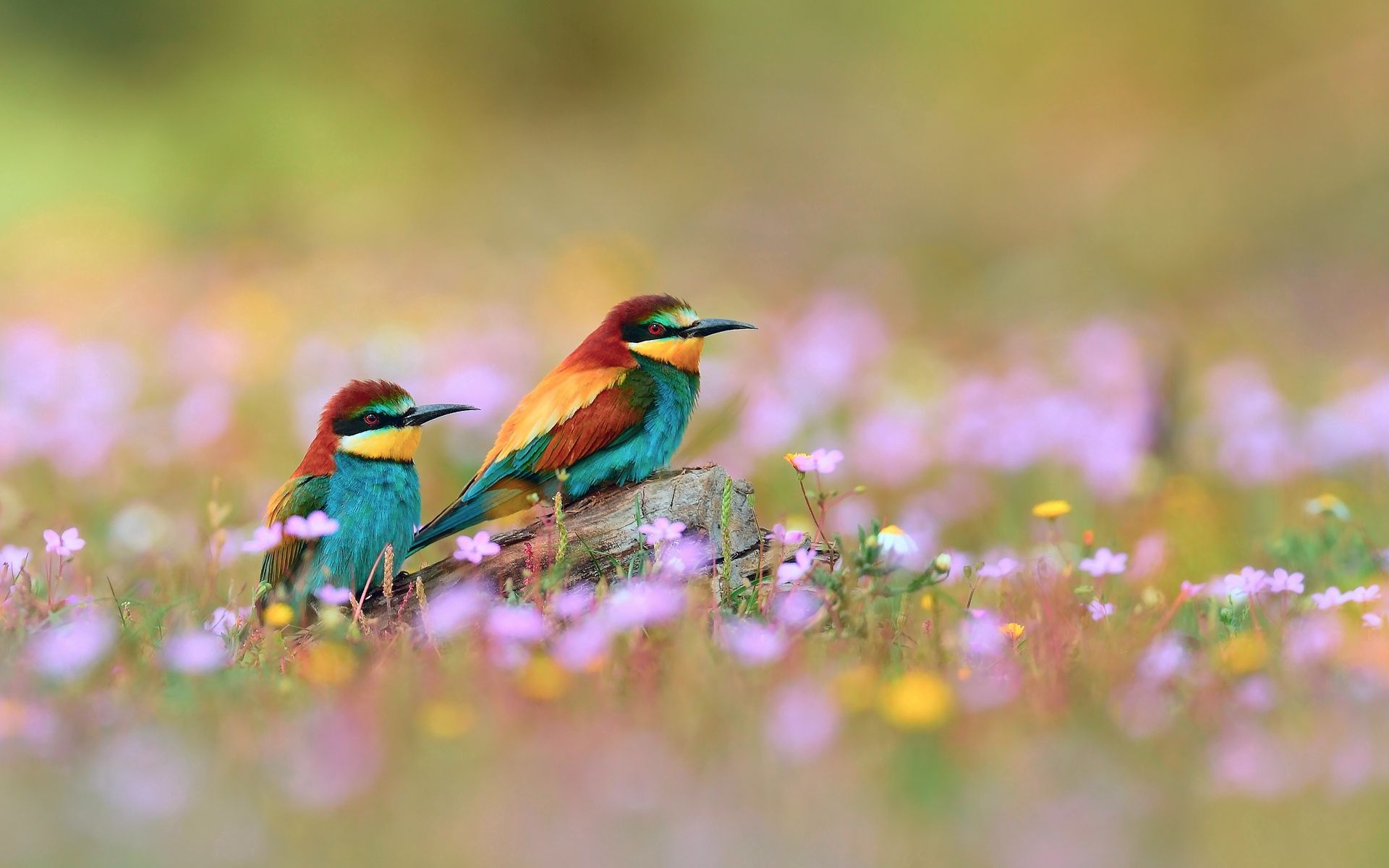 birds, animals, flowers, grass, blur, smooth, field for android