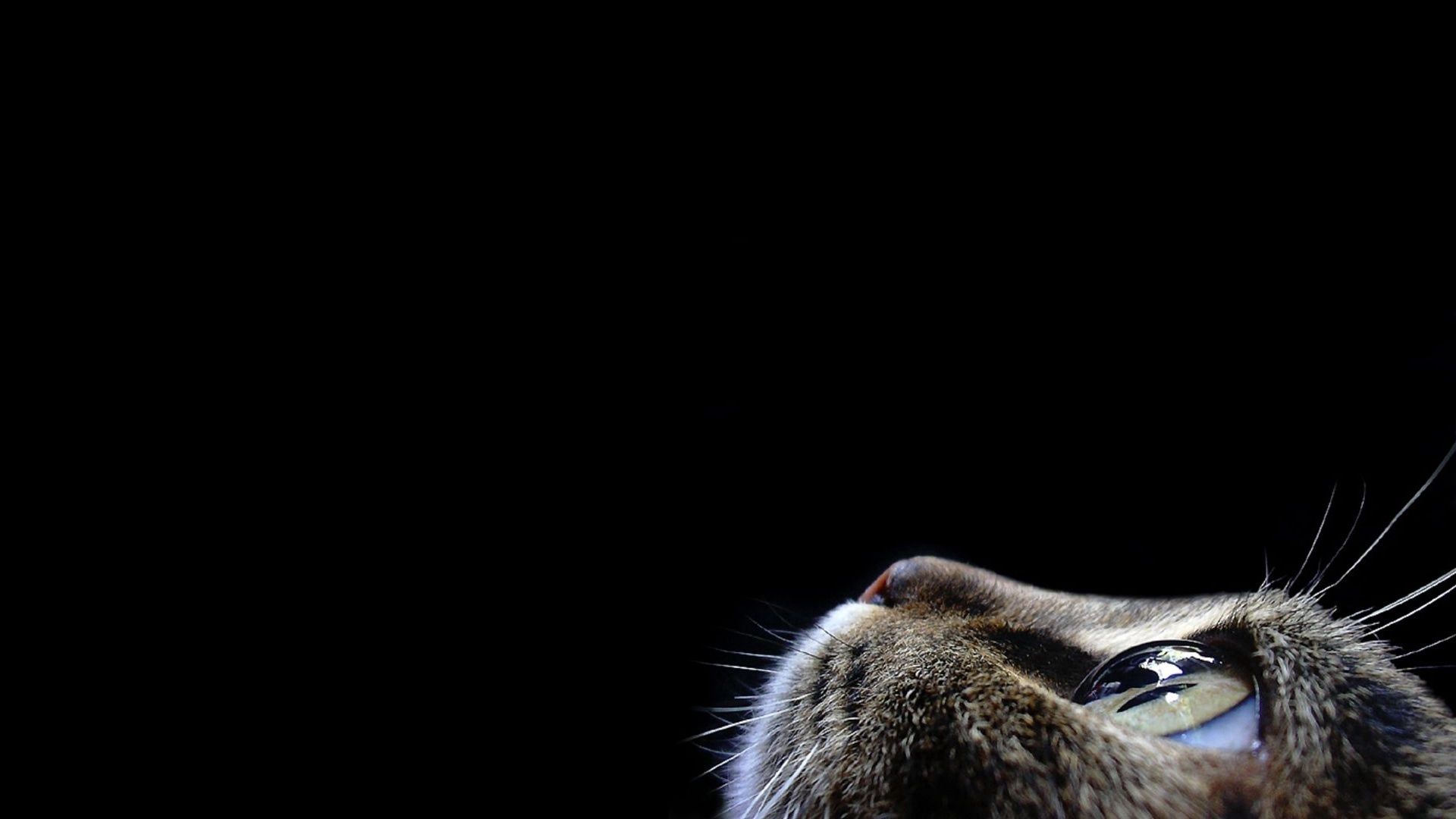 Download PC Wallpaper cat, dark, animals, muzzle, eye