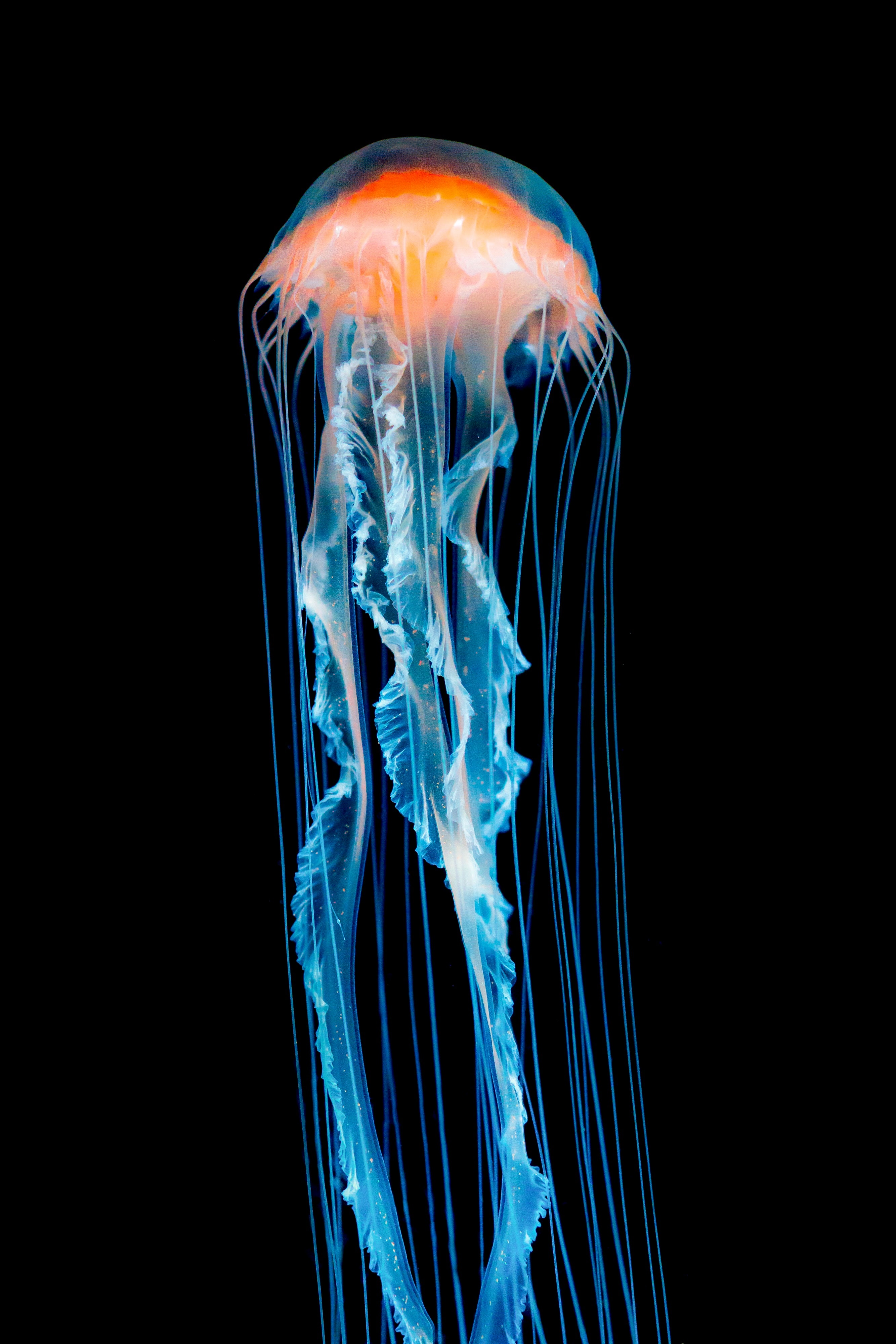 Best Jellyfish Full HD Wallpaper