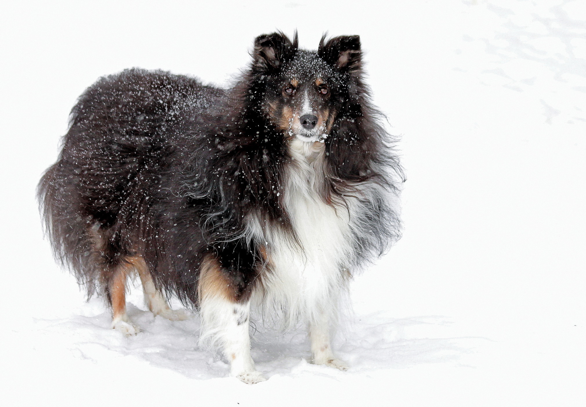 Best Mobile Collie Backgrounds