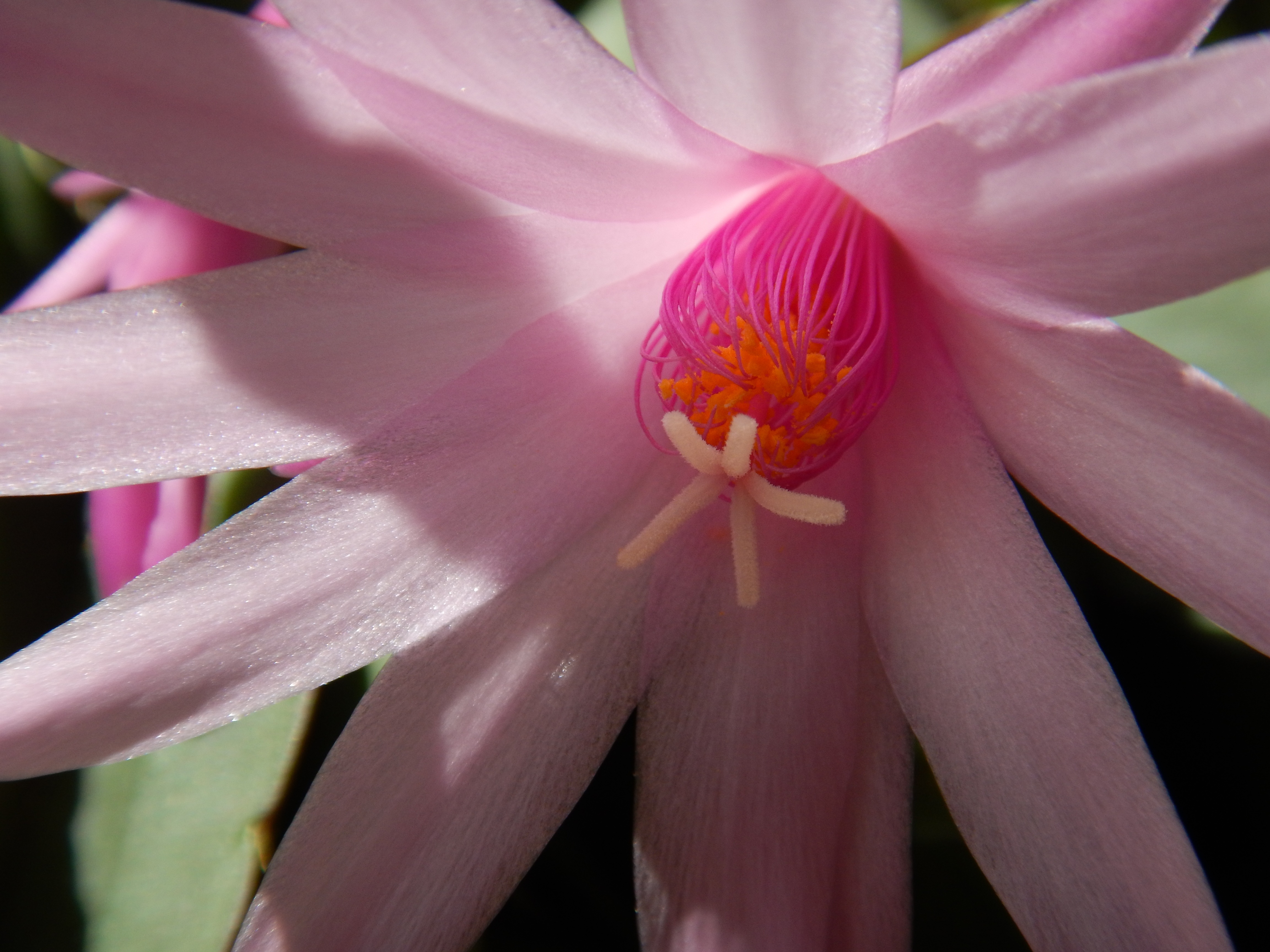 Laden Sie das Blume, Makro, Blühen, Blühenden, Kaktus, Blütenblätter-Bild kostenlos auf Ihren PC-Desktop herunter