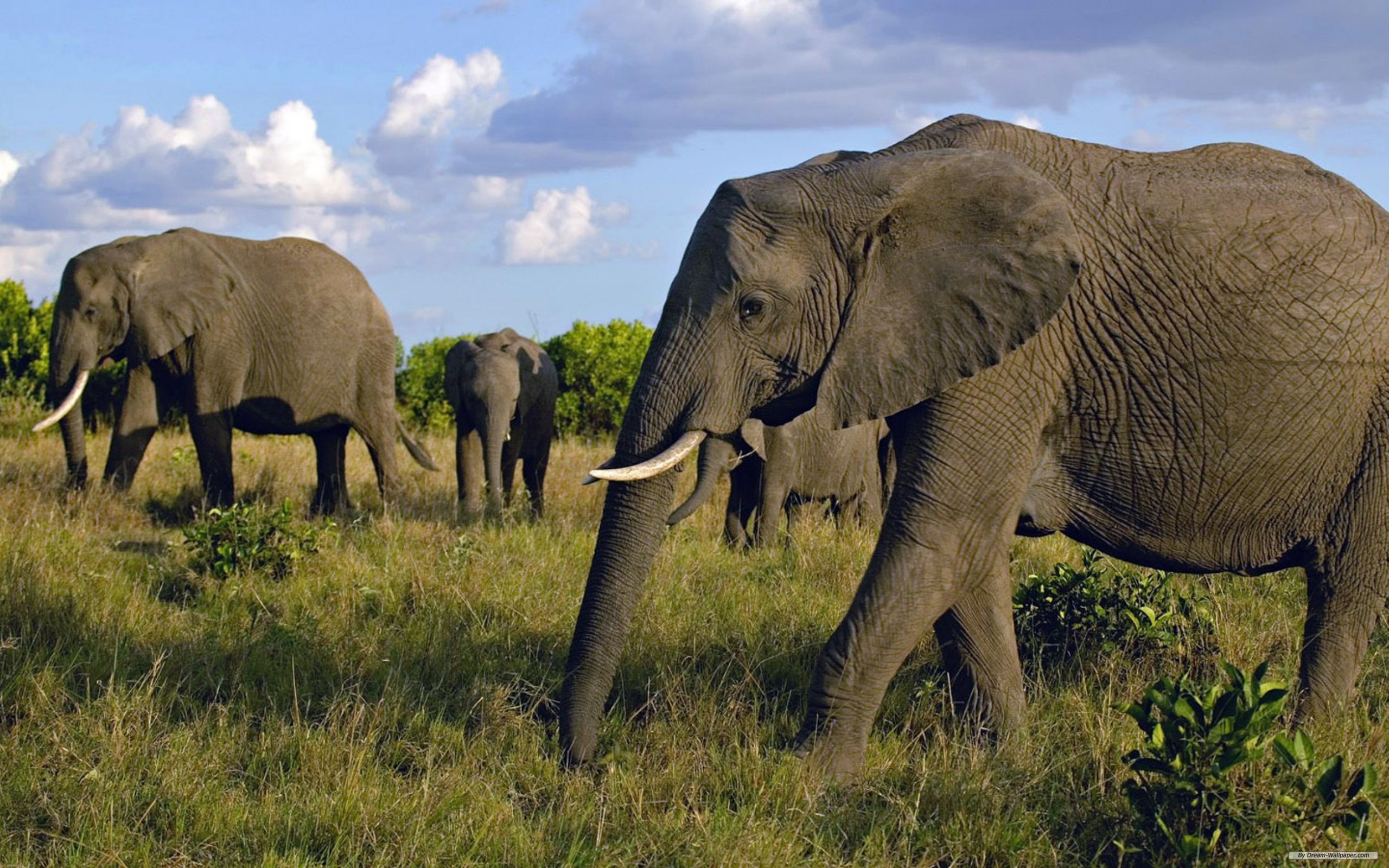 Самое крупное животное африки. Слон хоботные. Африканский слон слон. Саванновый Африканский слон. Отряды млекопитающих хоботные.