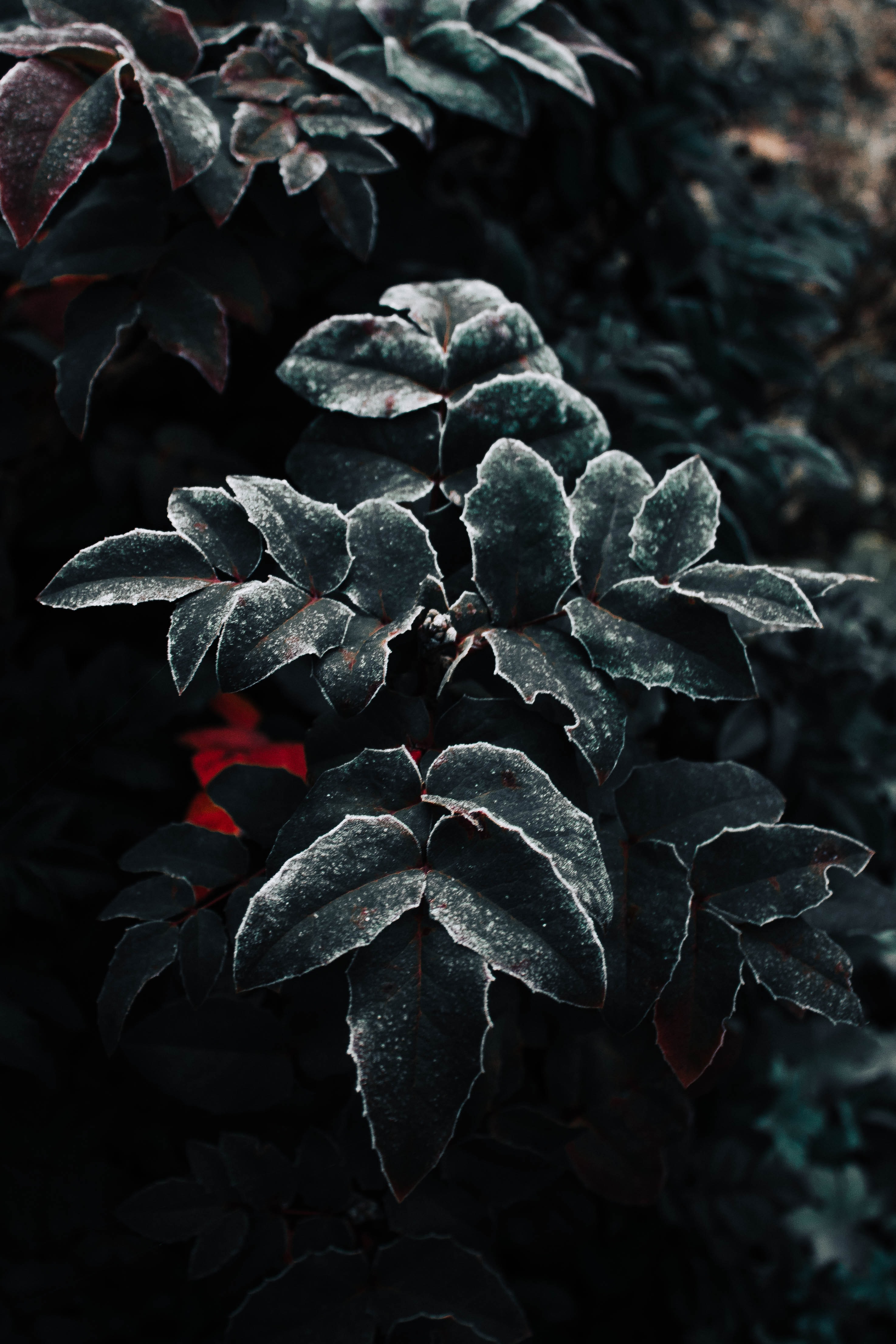 leaves, plant, macro, frost, hoarfrost Phone Background