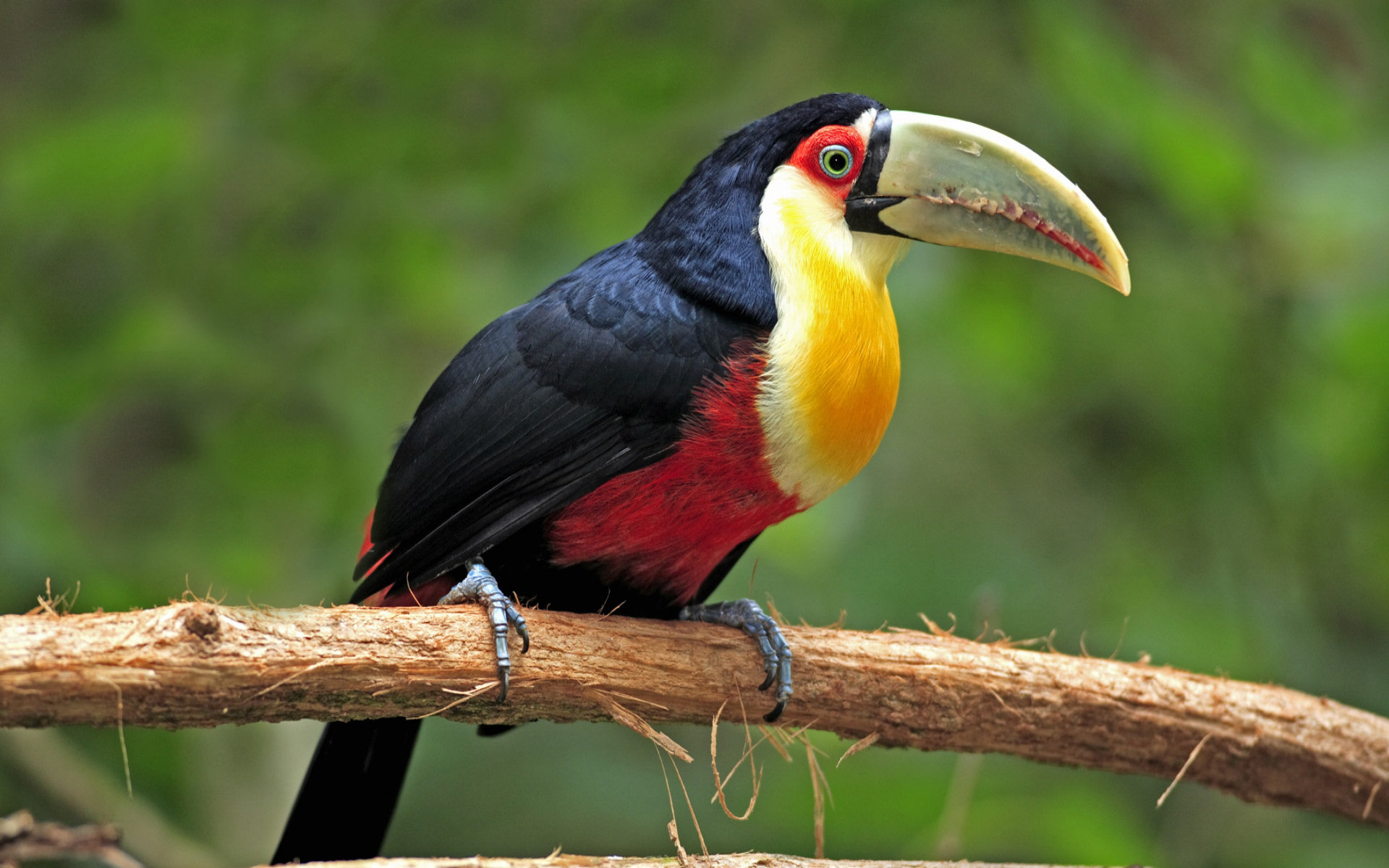 birds, animal, toucan HD wallpaper