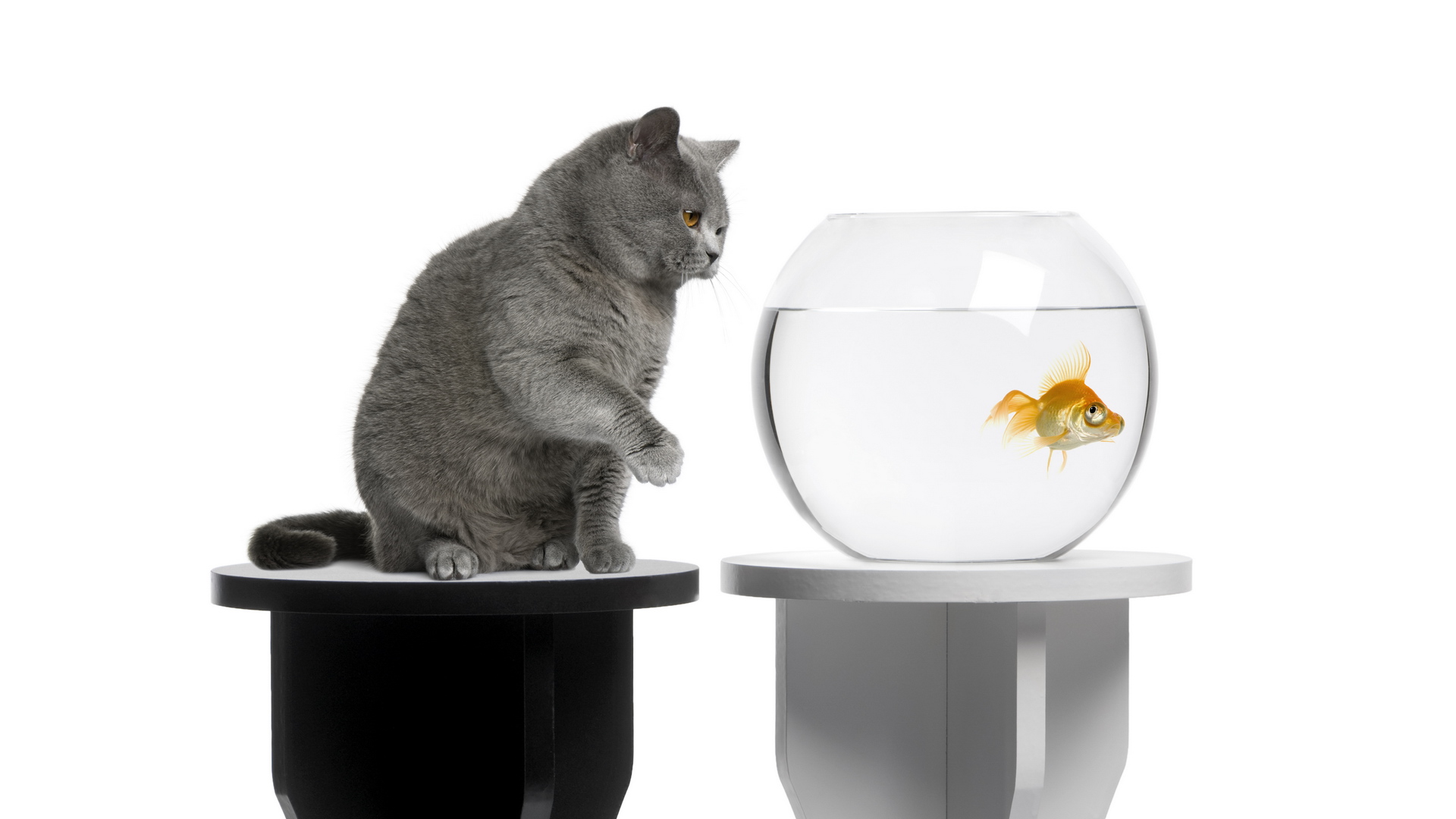 animal, cat, fish, goldfish, cats