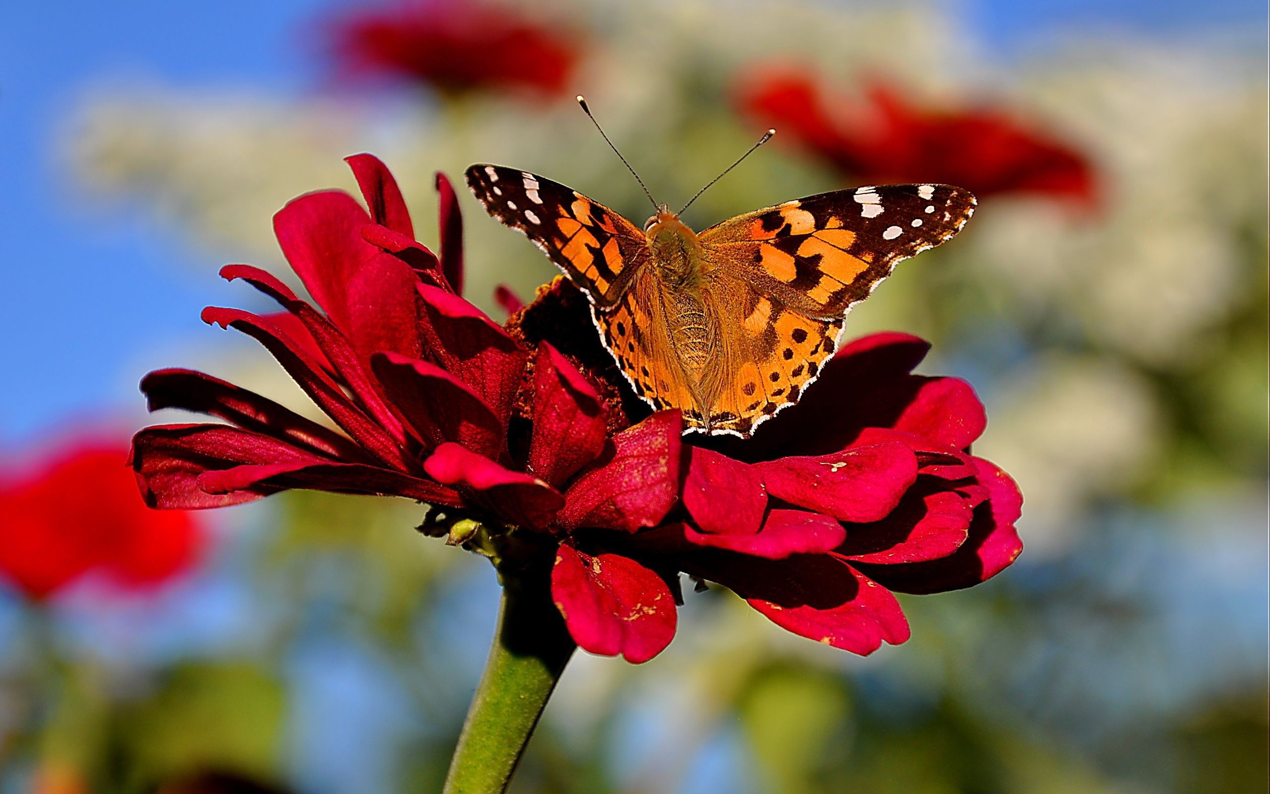 39082 завантажити шпалери метелики, комахи - заставки і картинки безкоштовно