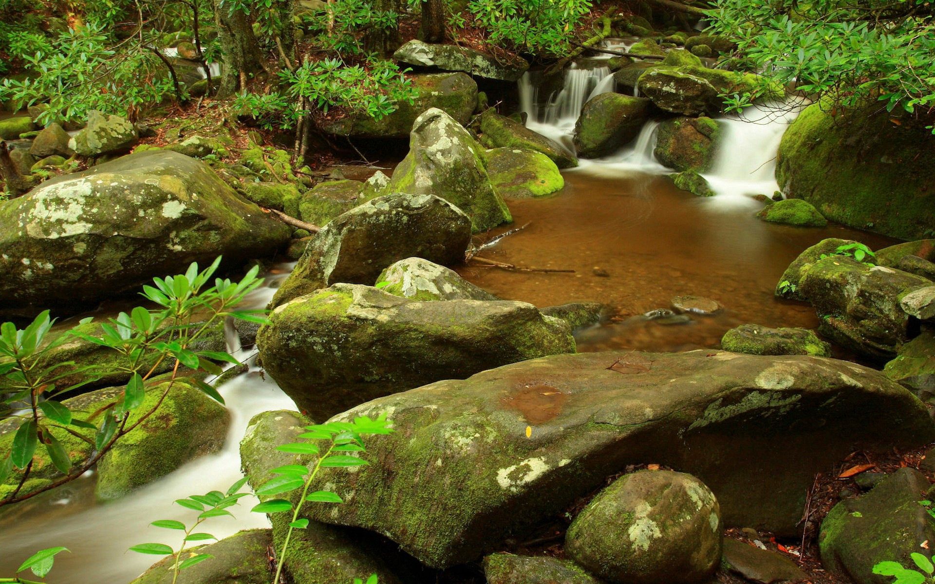 nature, stones, forest, branch, moss, gurgling, murmur, creek, brook, source download HD wallpaper