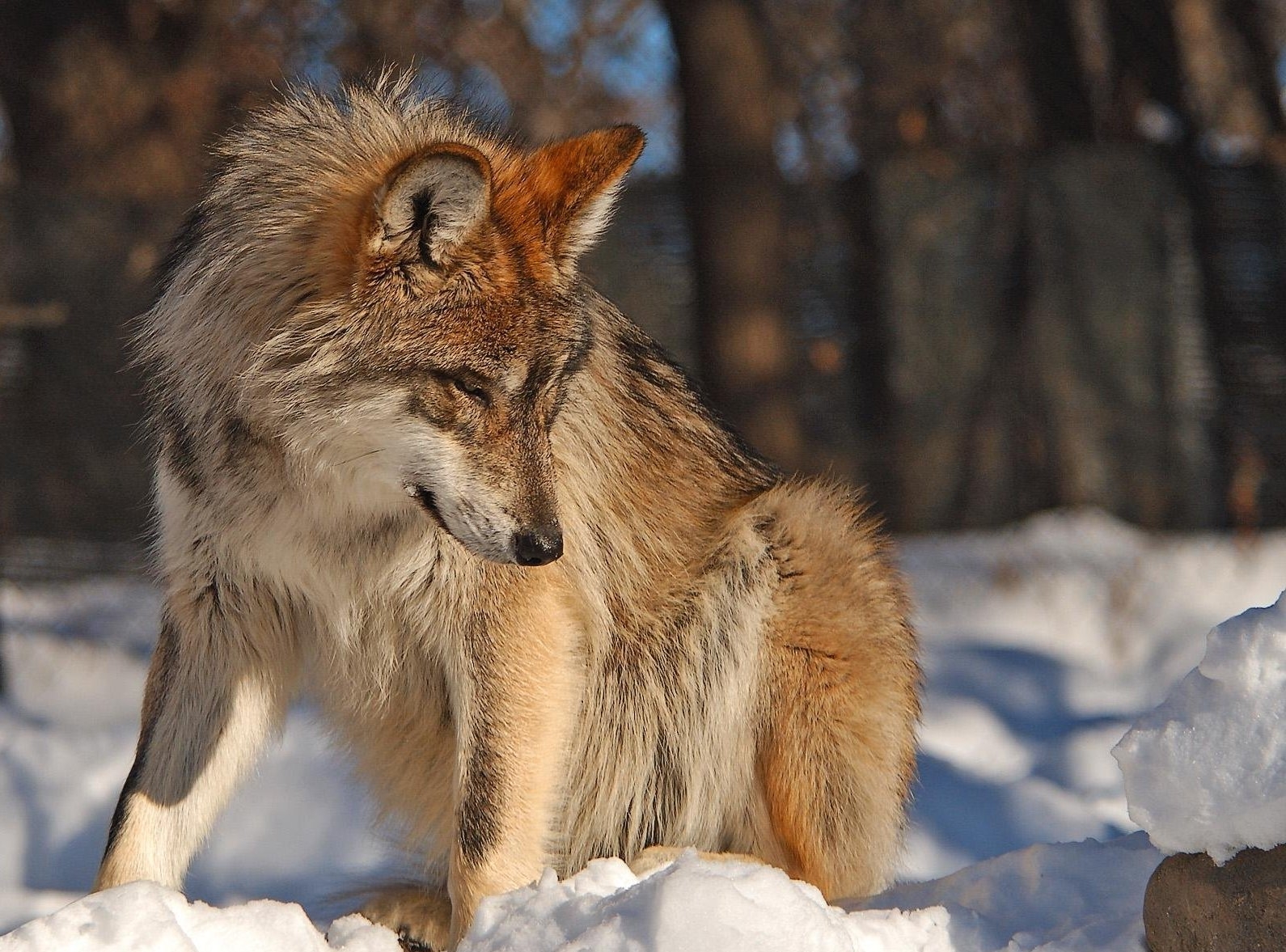 Free download wallpaper Animals, Winter, Sight, Opinion, Snow, Wolf on your PC desktop