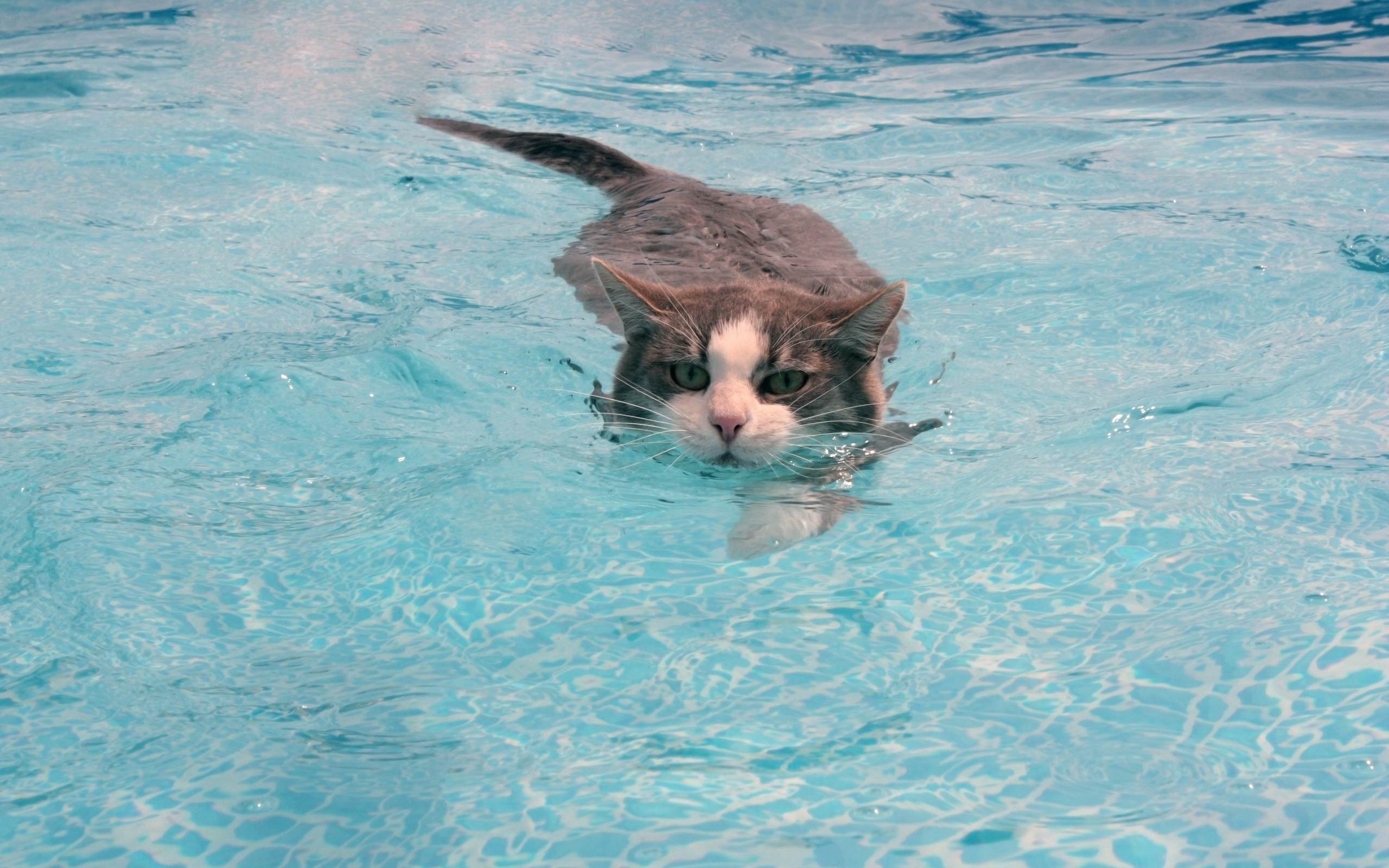 Кот плывет