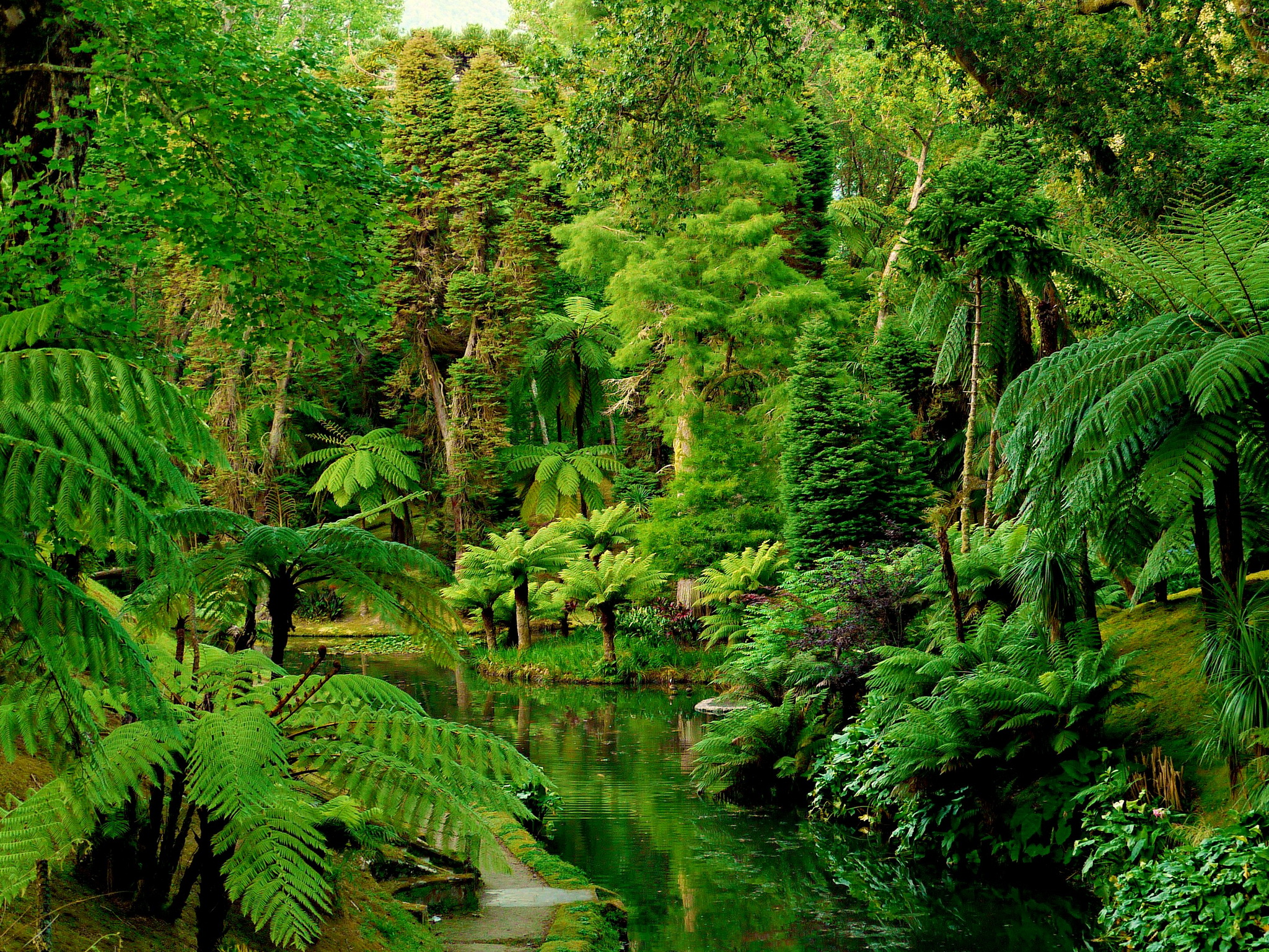 Free HD rainforest, portugal, earth, forest, fern, green, palm tree, tree
