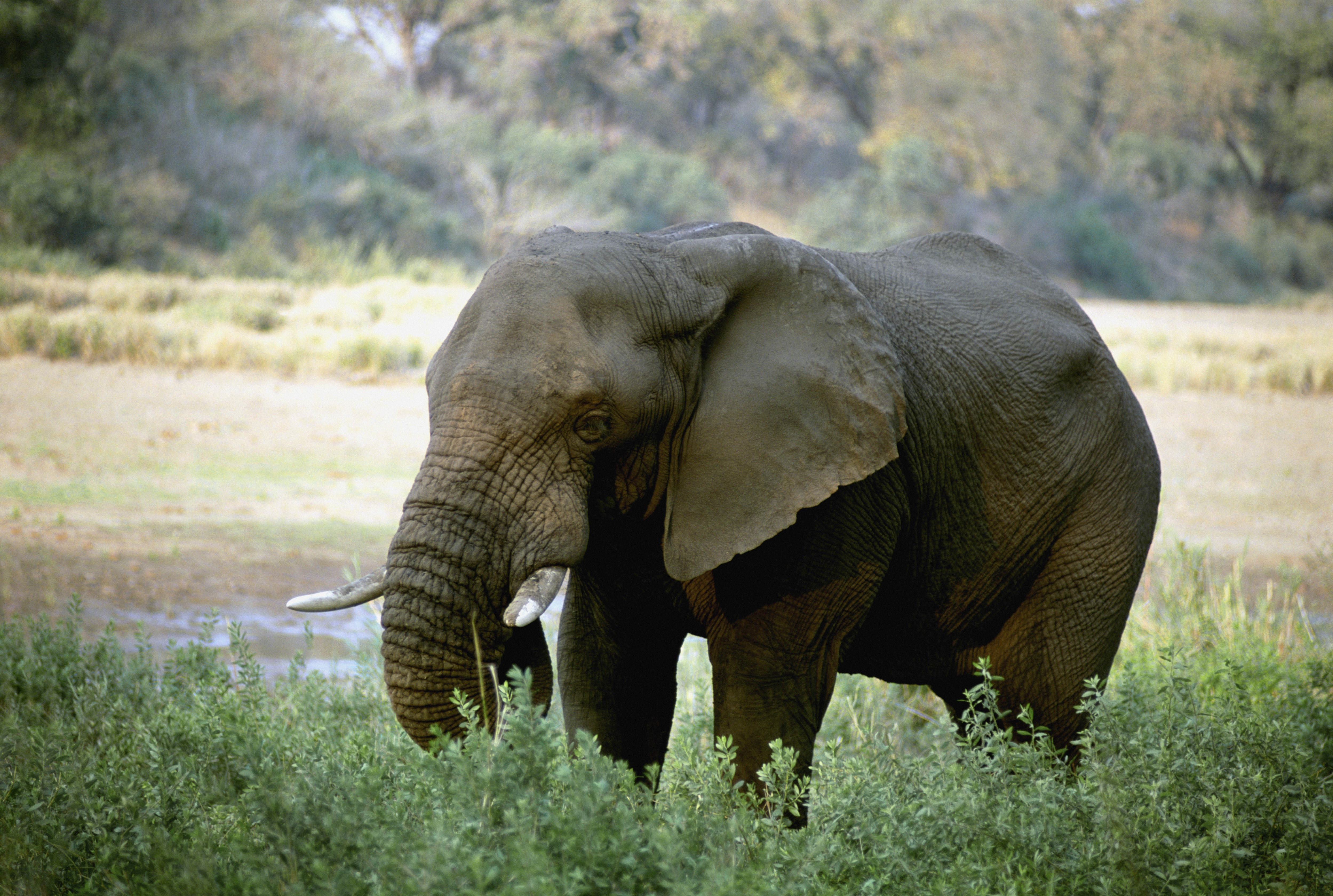 129137 скачать обои животные, слон, африка, бивни - заставки и картинки бесплатно